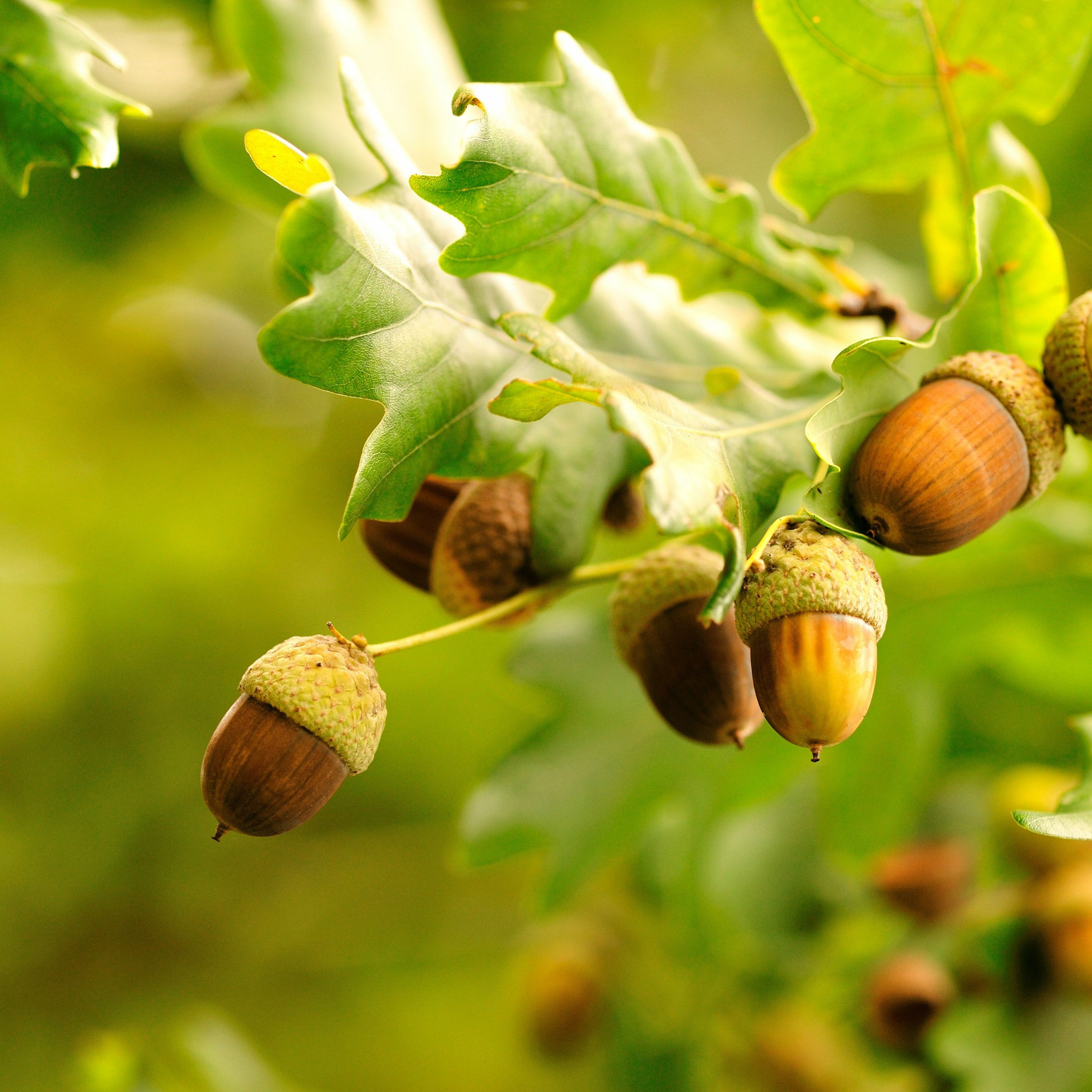 Salmon And Acorns Feed Our People