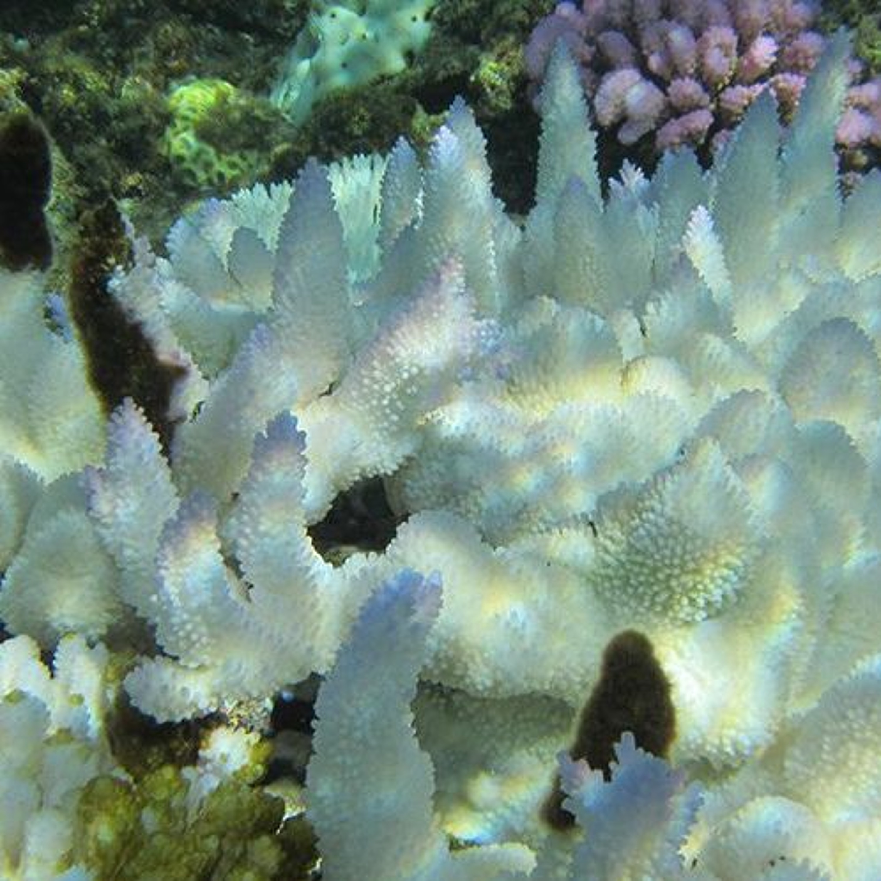 Coral Bleaching in the Great Barrier Reef