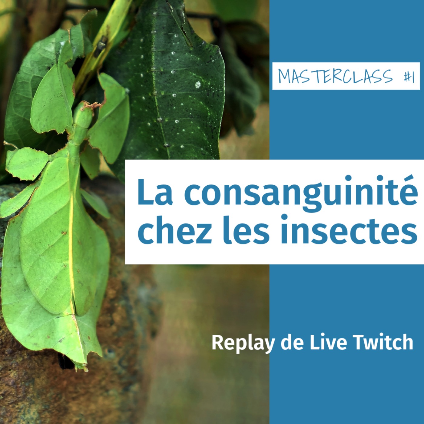 Masterclass terrariophiles