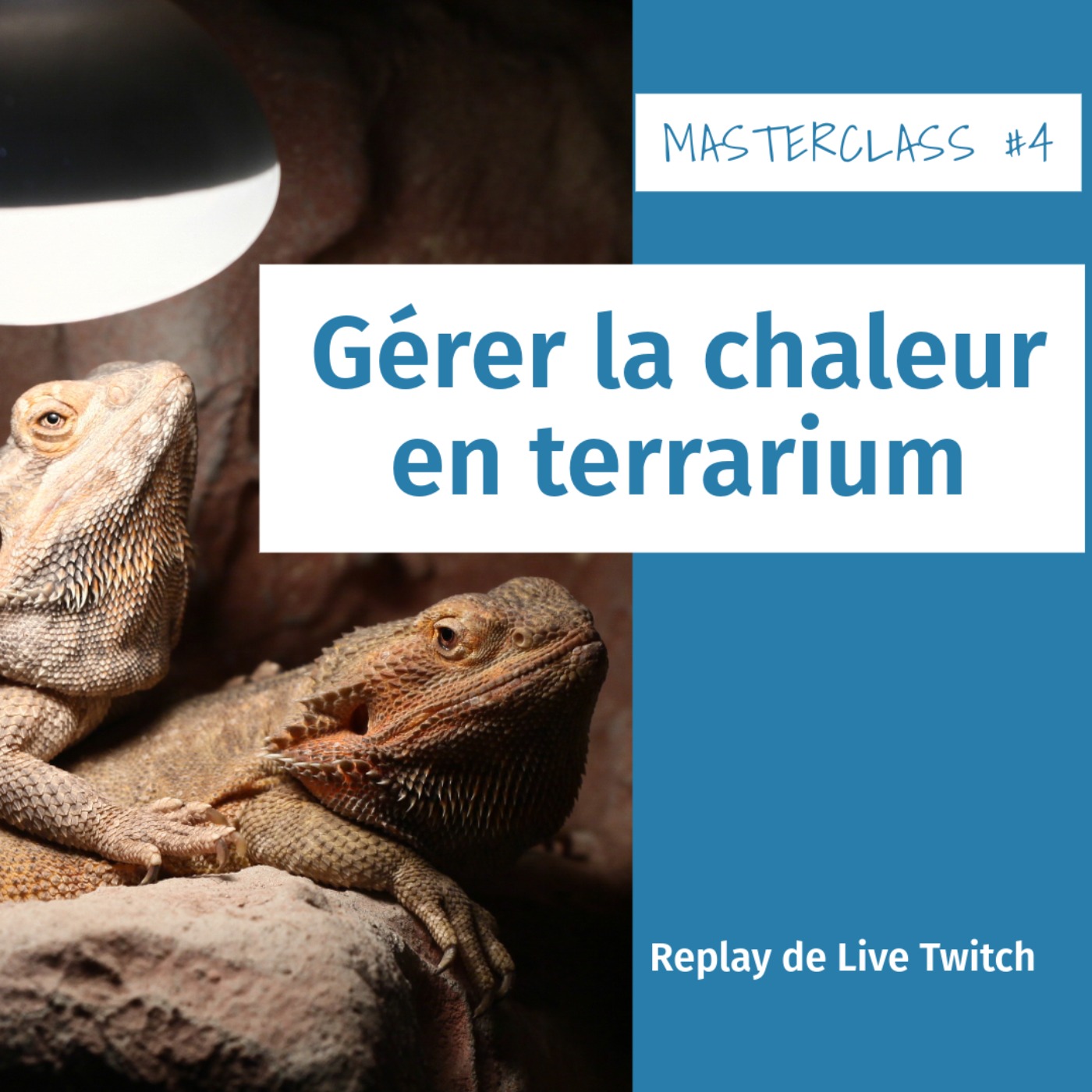 Masterclass terrariophiles