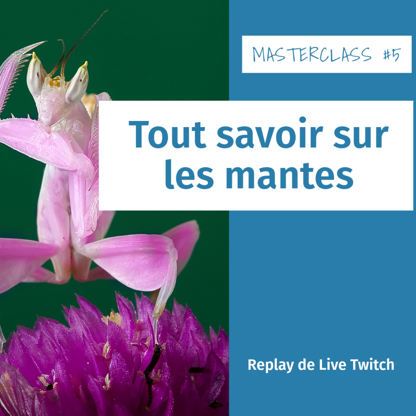 Masterclass terrariophiles