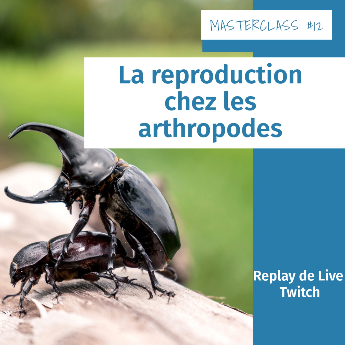 Masterclass terrariophiles