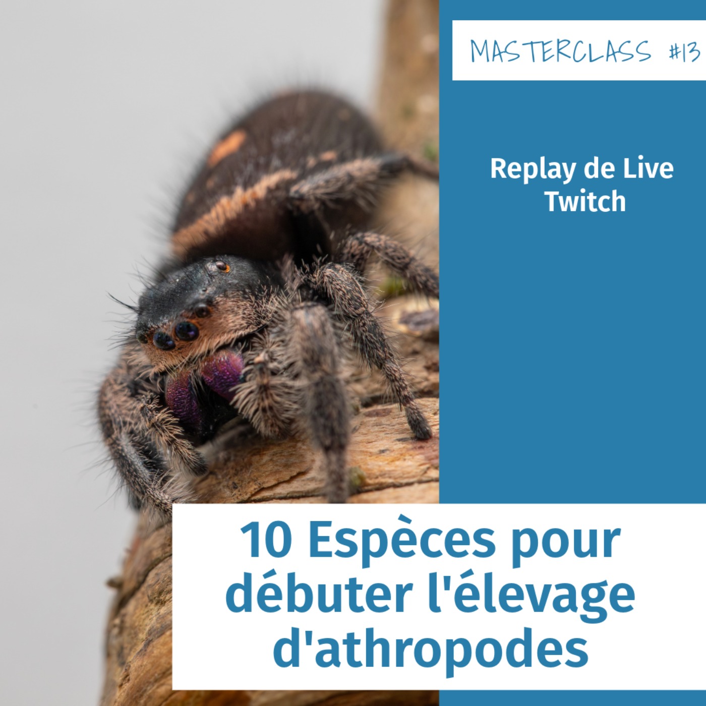 Masterclass terrariophiles