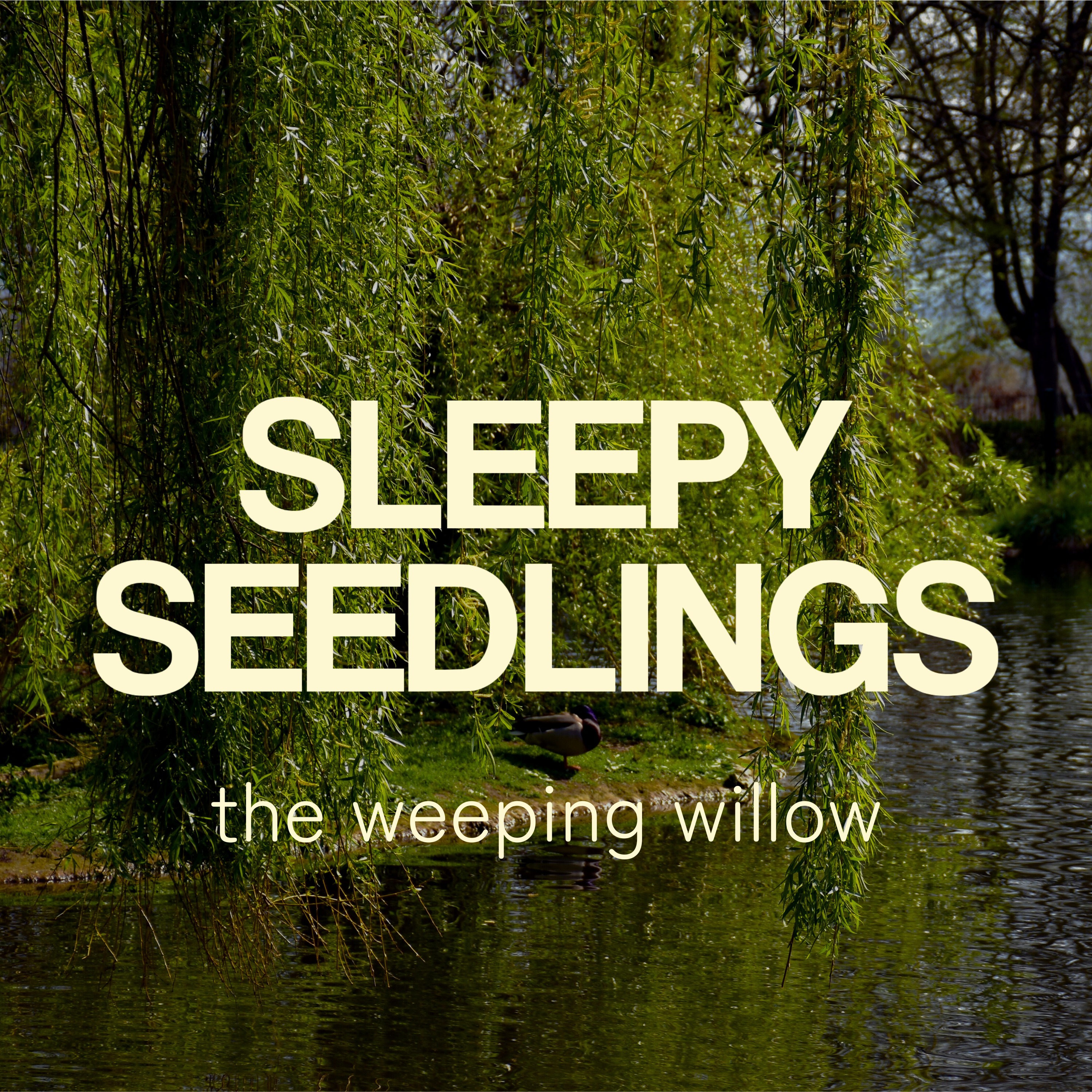 The Weeping Willow