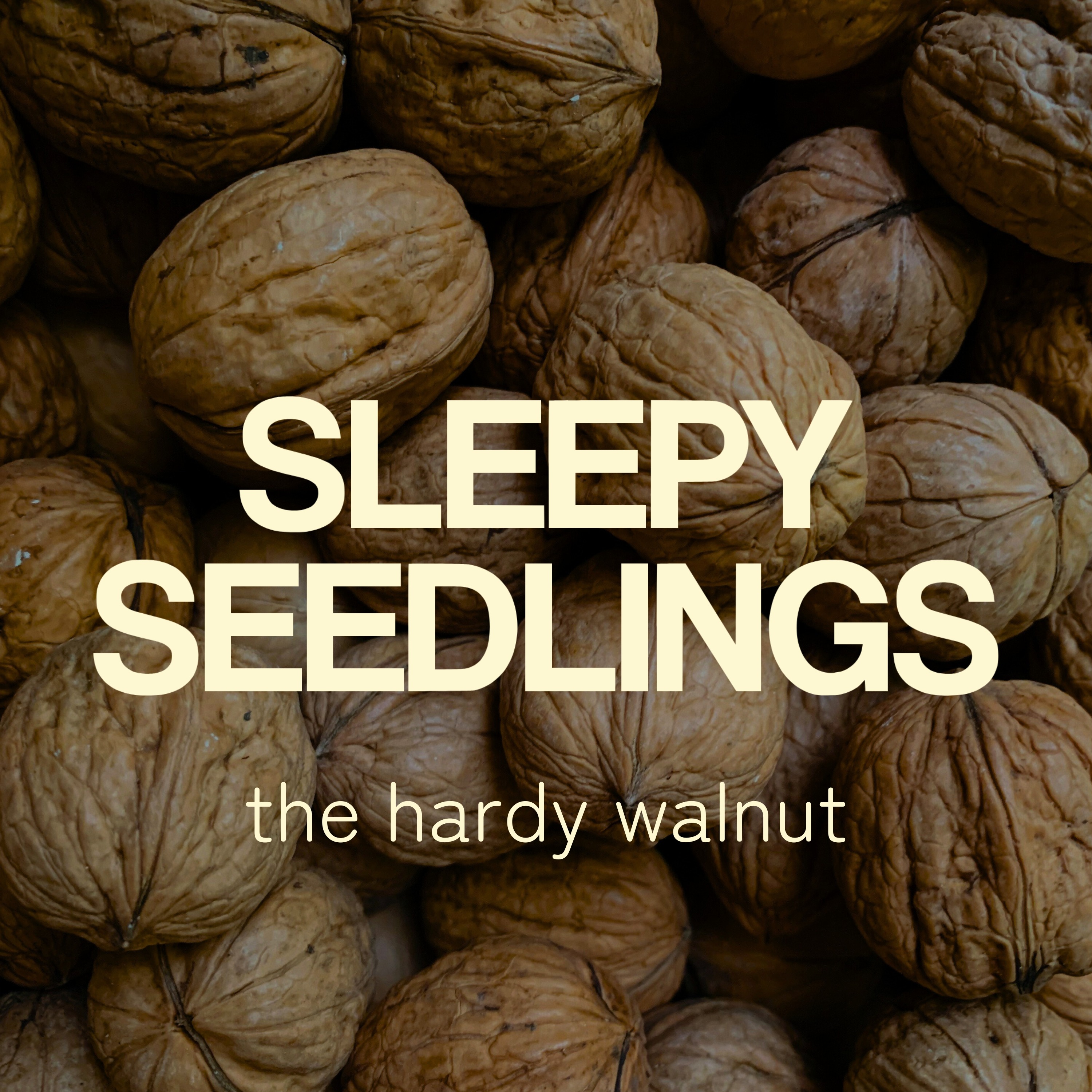 The Hardy Walnut
