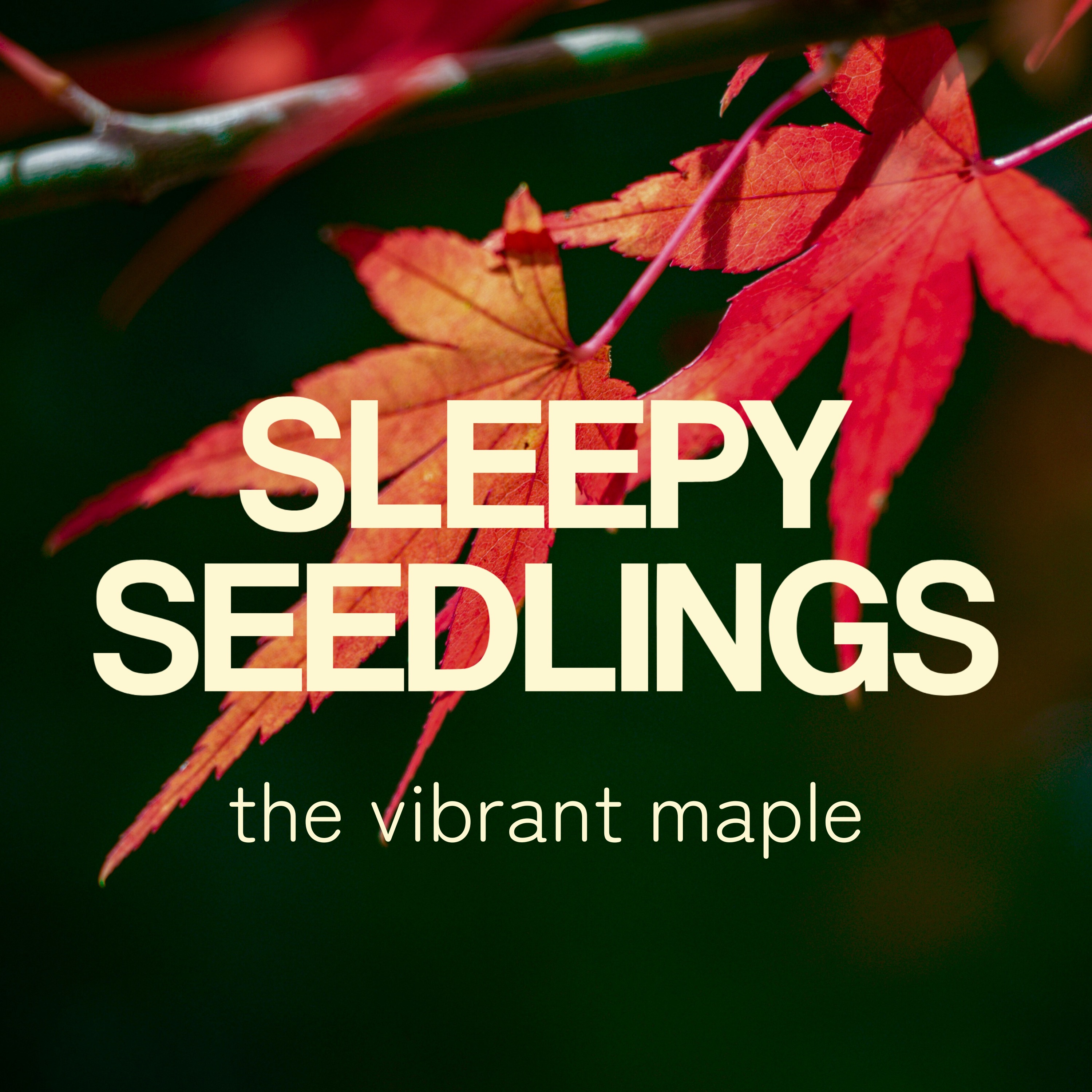 The Vibrant Maple