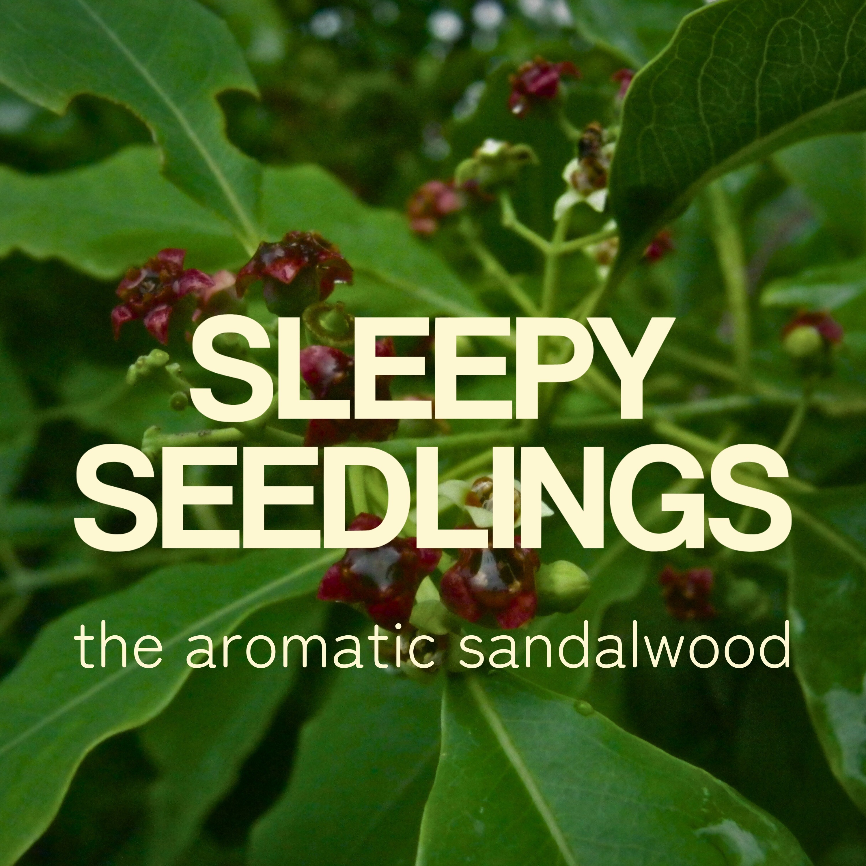 The Aromatic Sandalwood