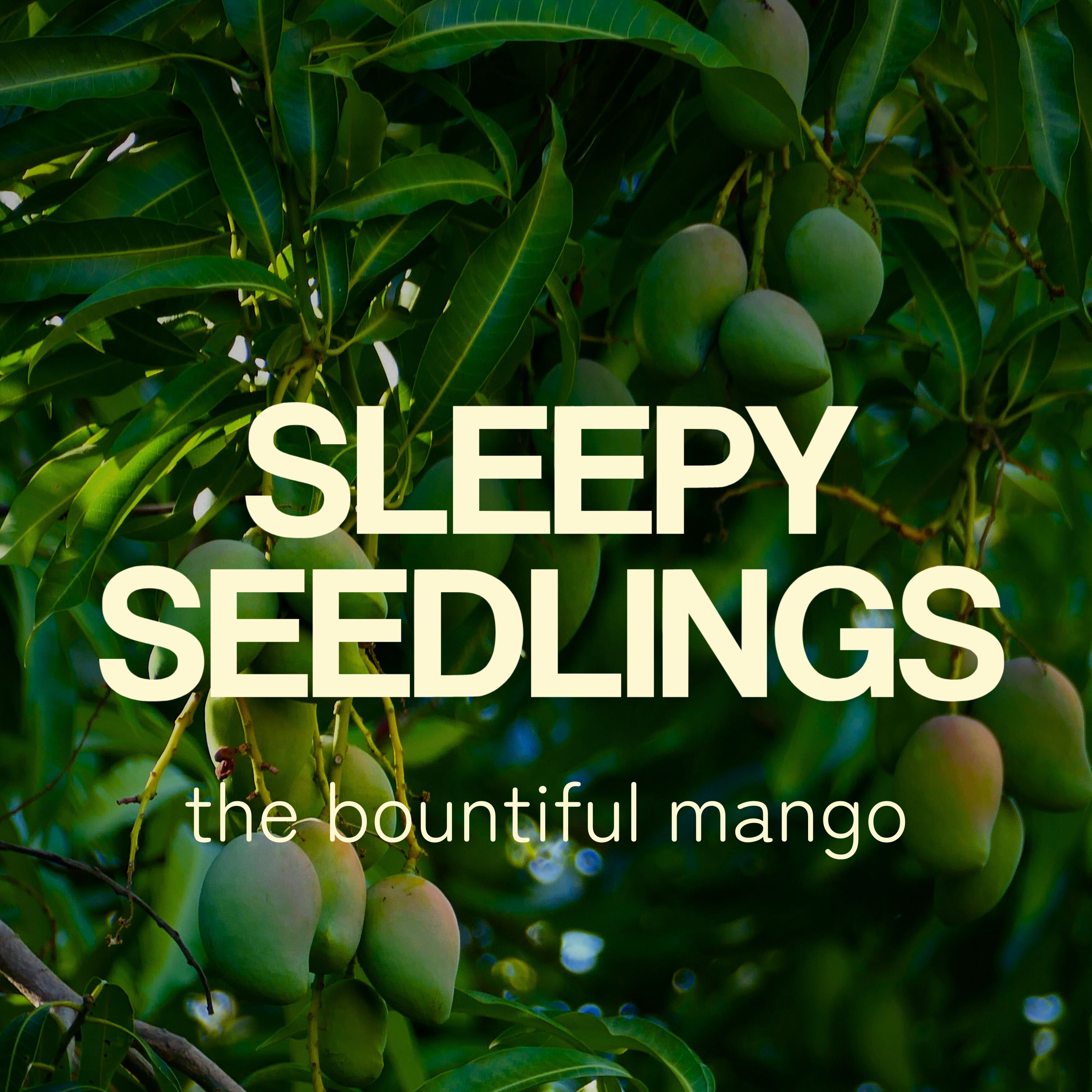 The Bountiful Mango
