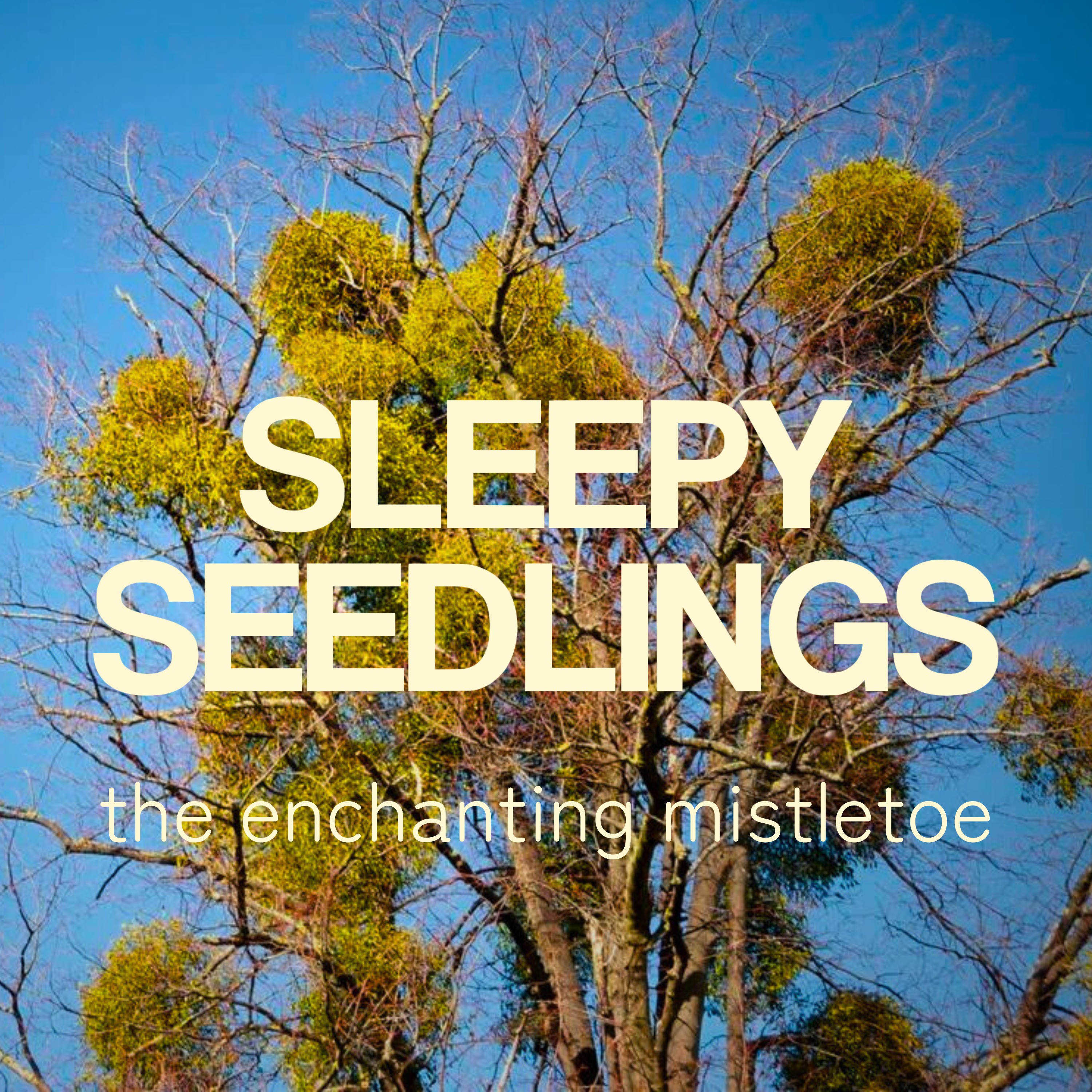The Enchanting Mistletoe
