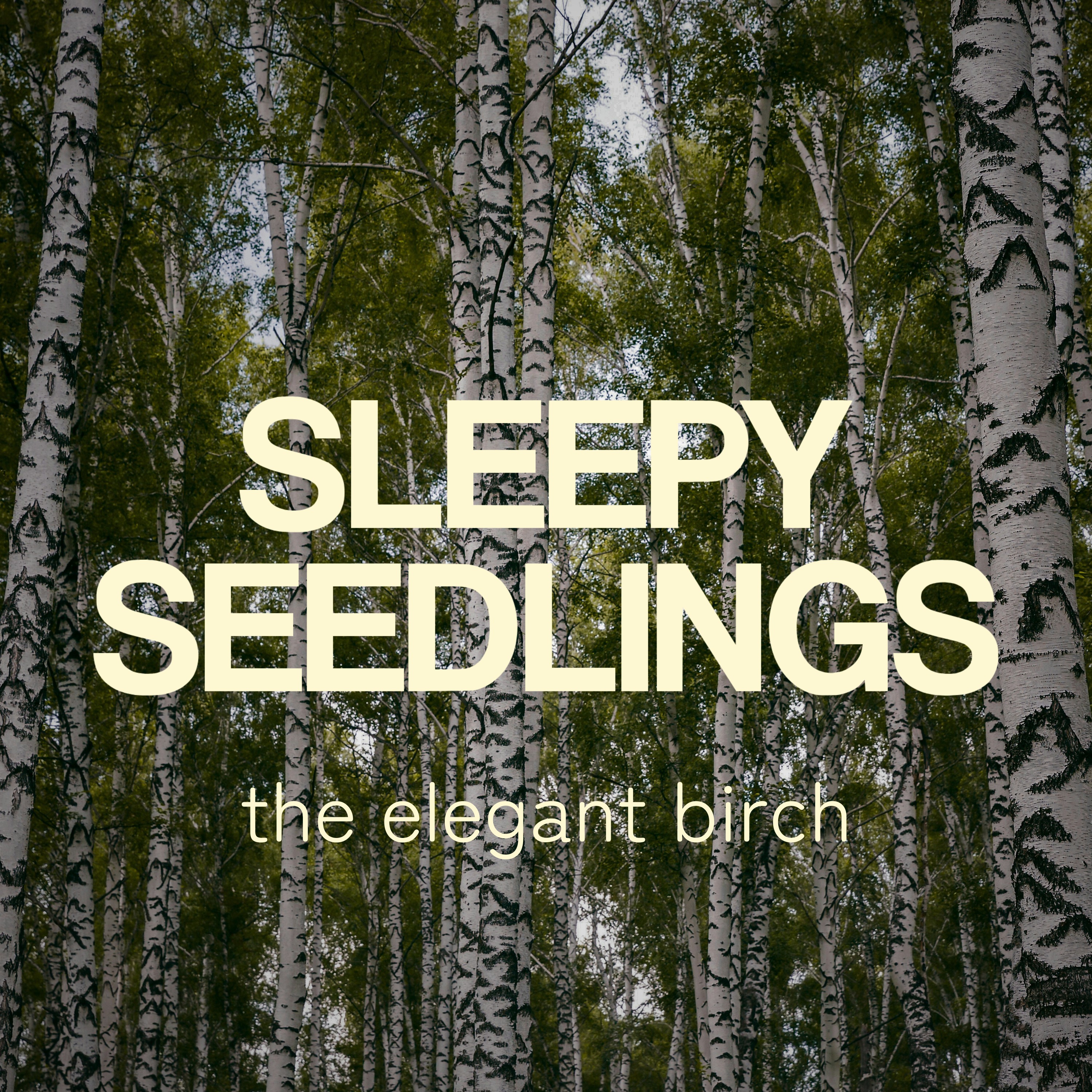 The Elegant Birch