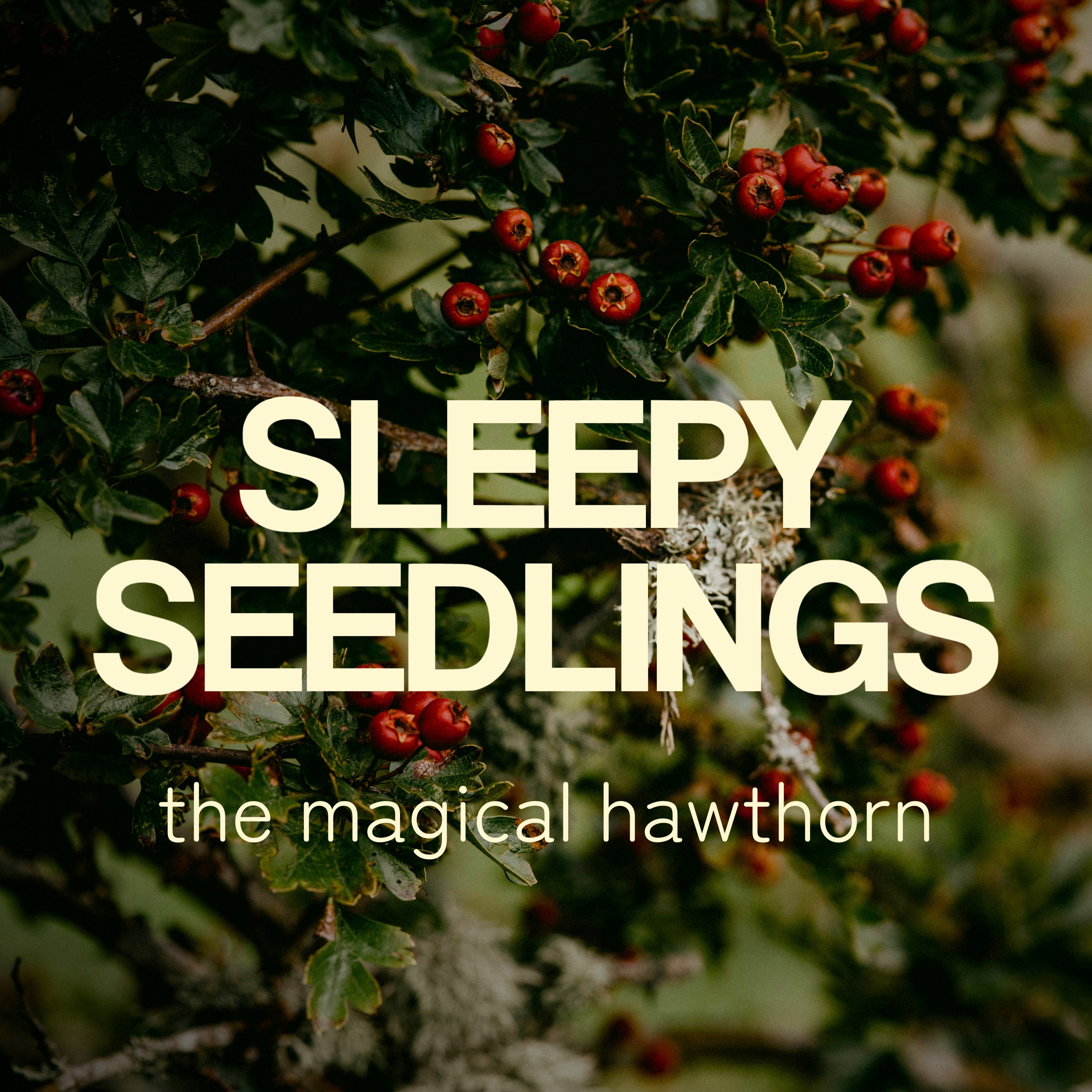The Magical Hawthorn