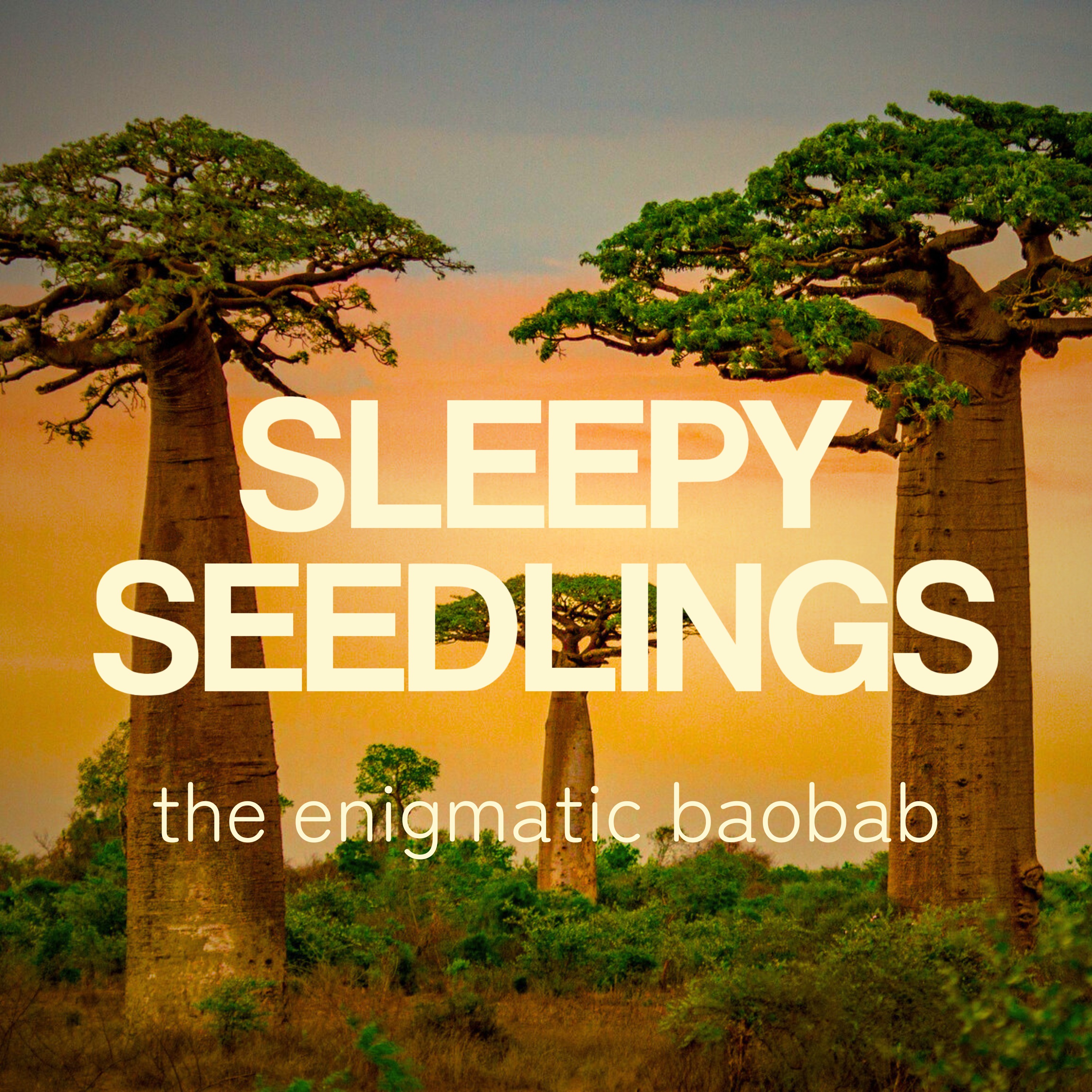 The Enigmatic Baobab