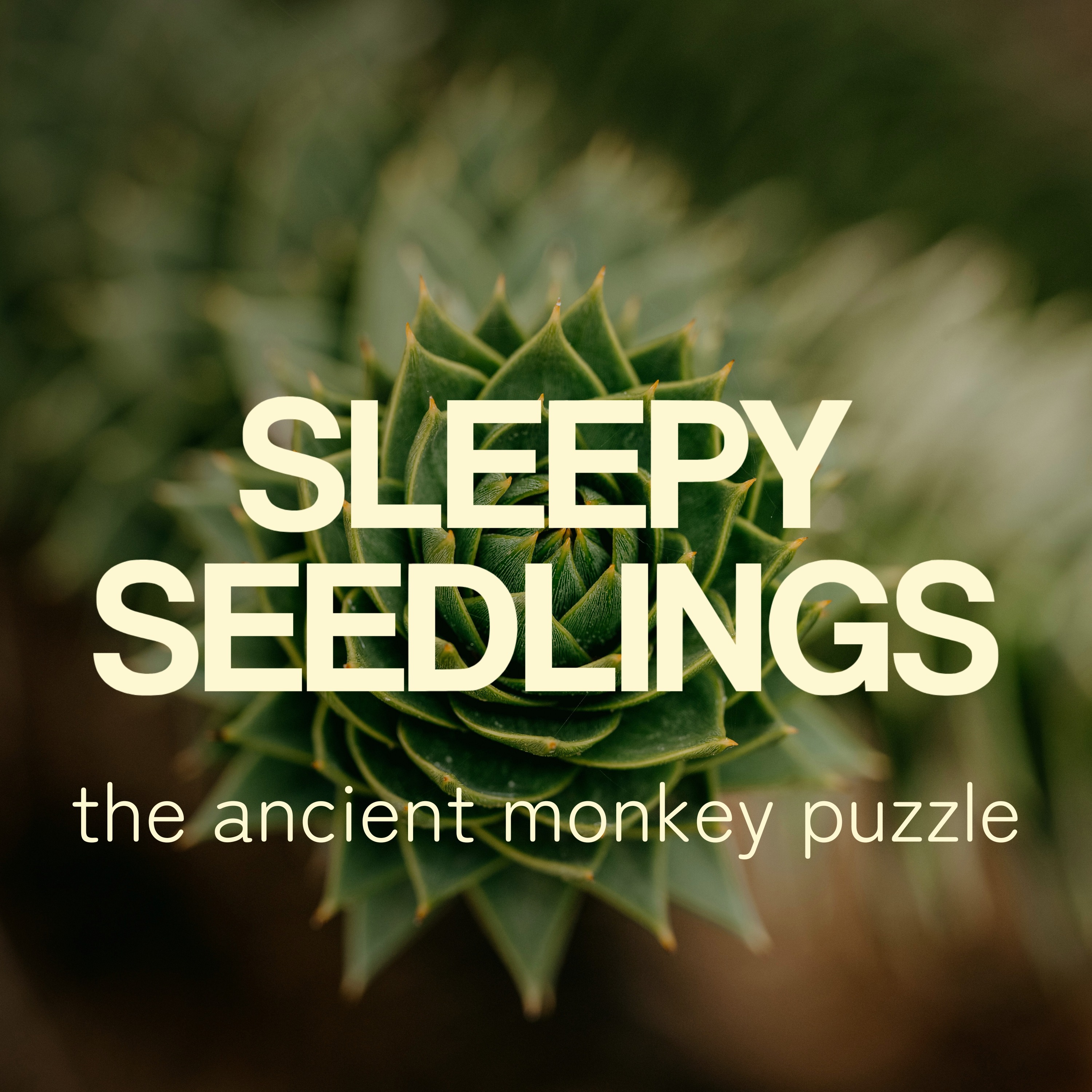The Ancient Monkey Puzzle