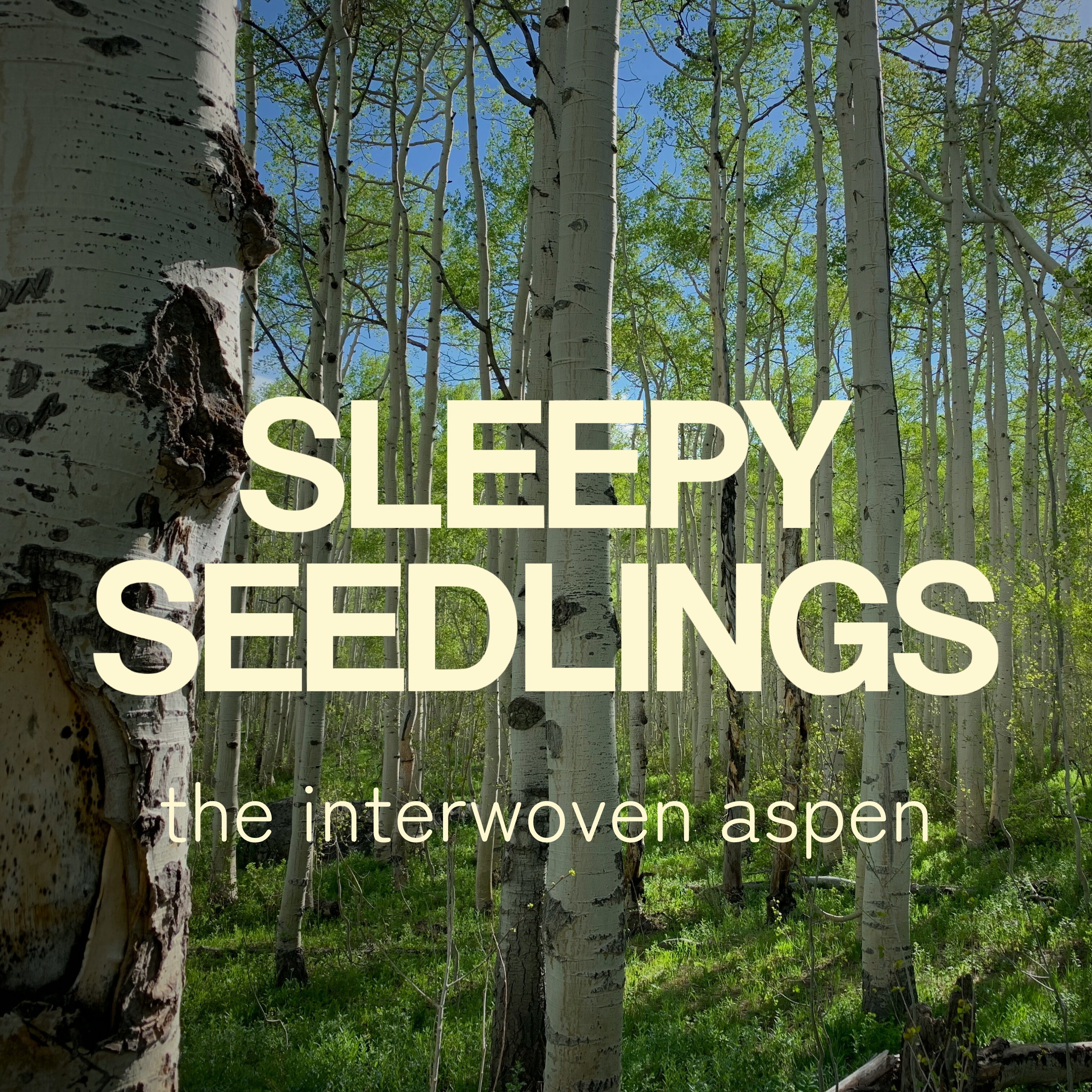 The Interwoven Aspen
