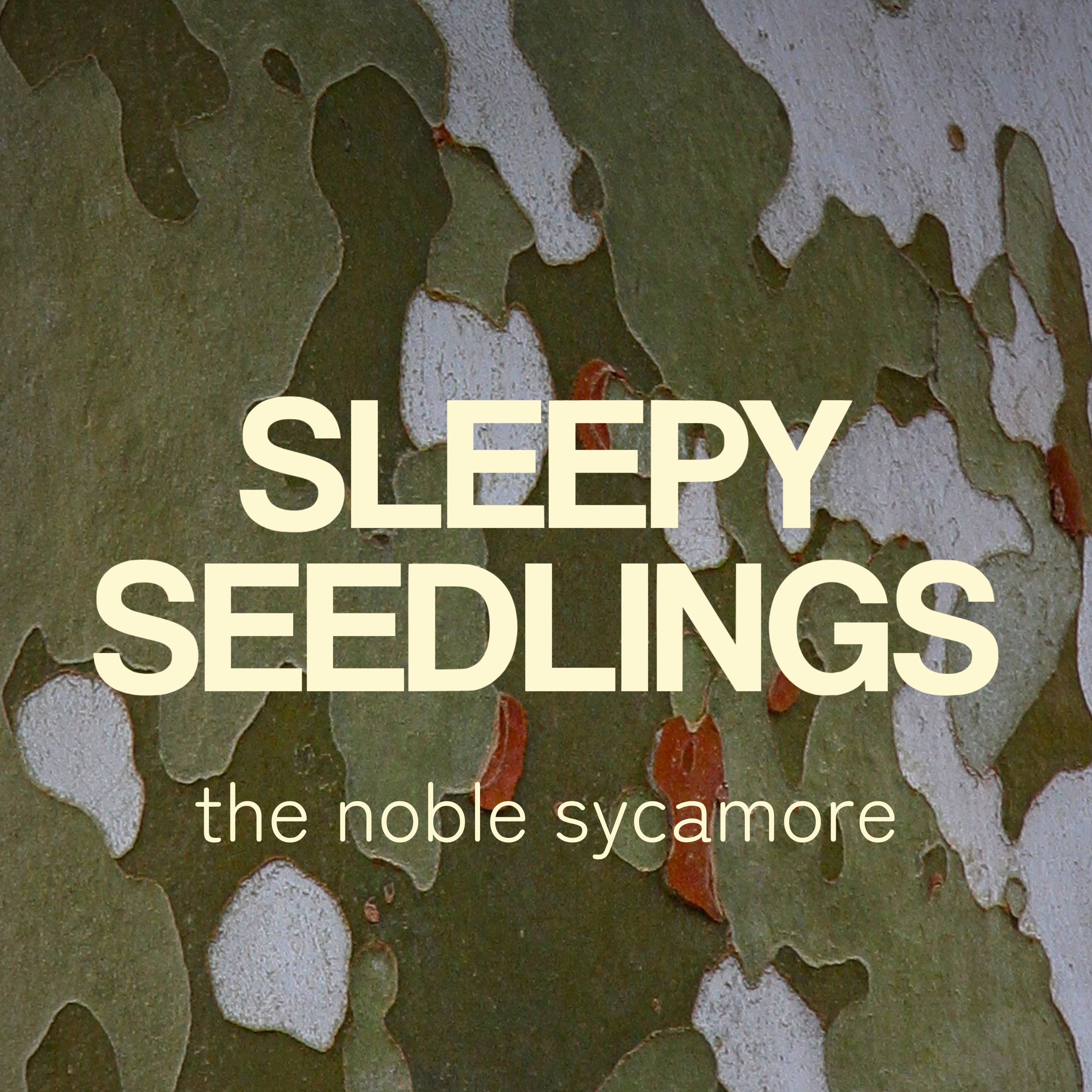 The Noble Sycamore