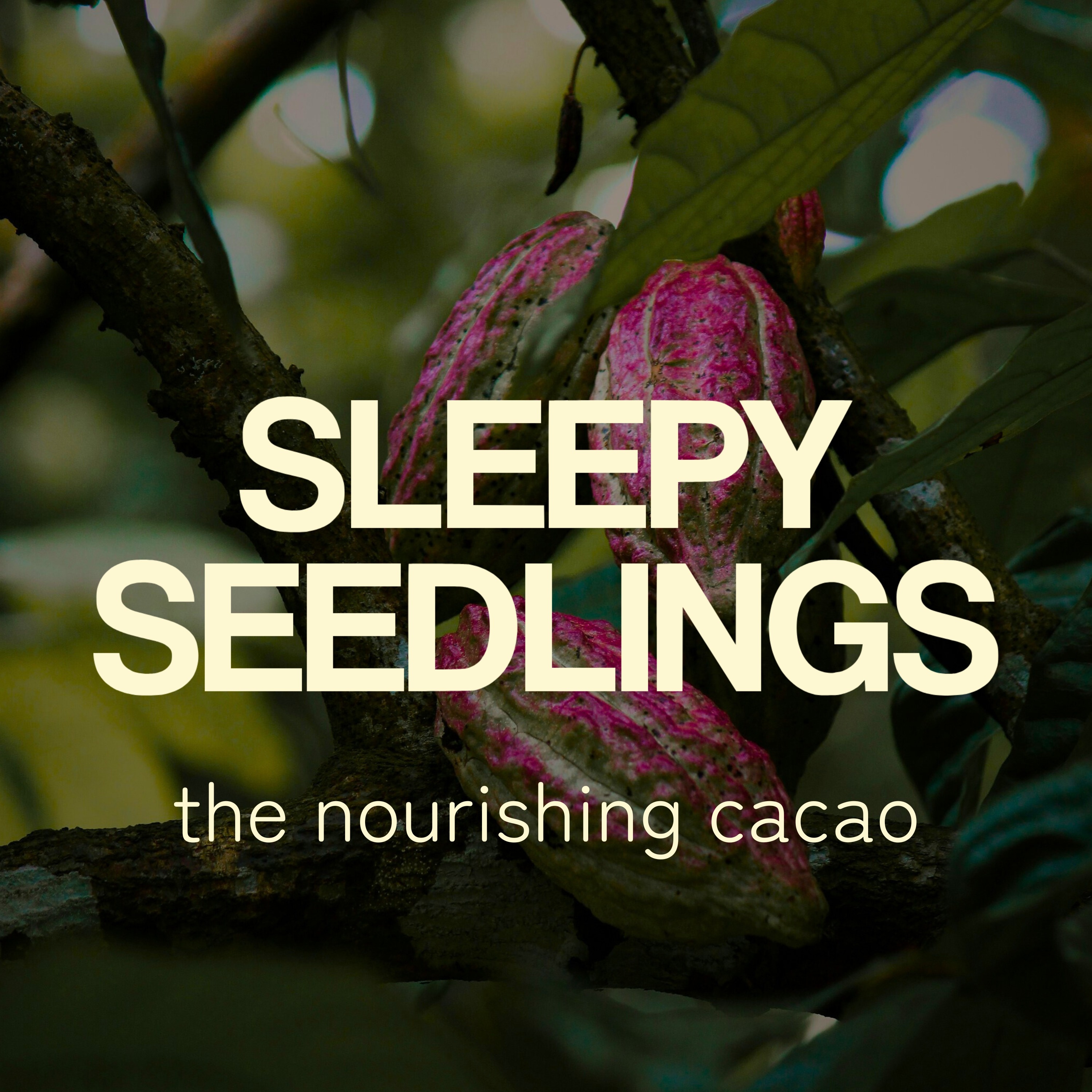 The Nourishing Cacao