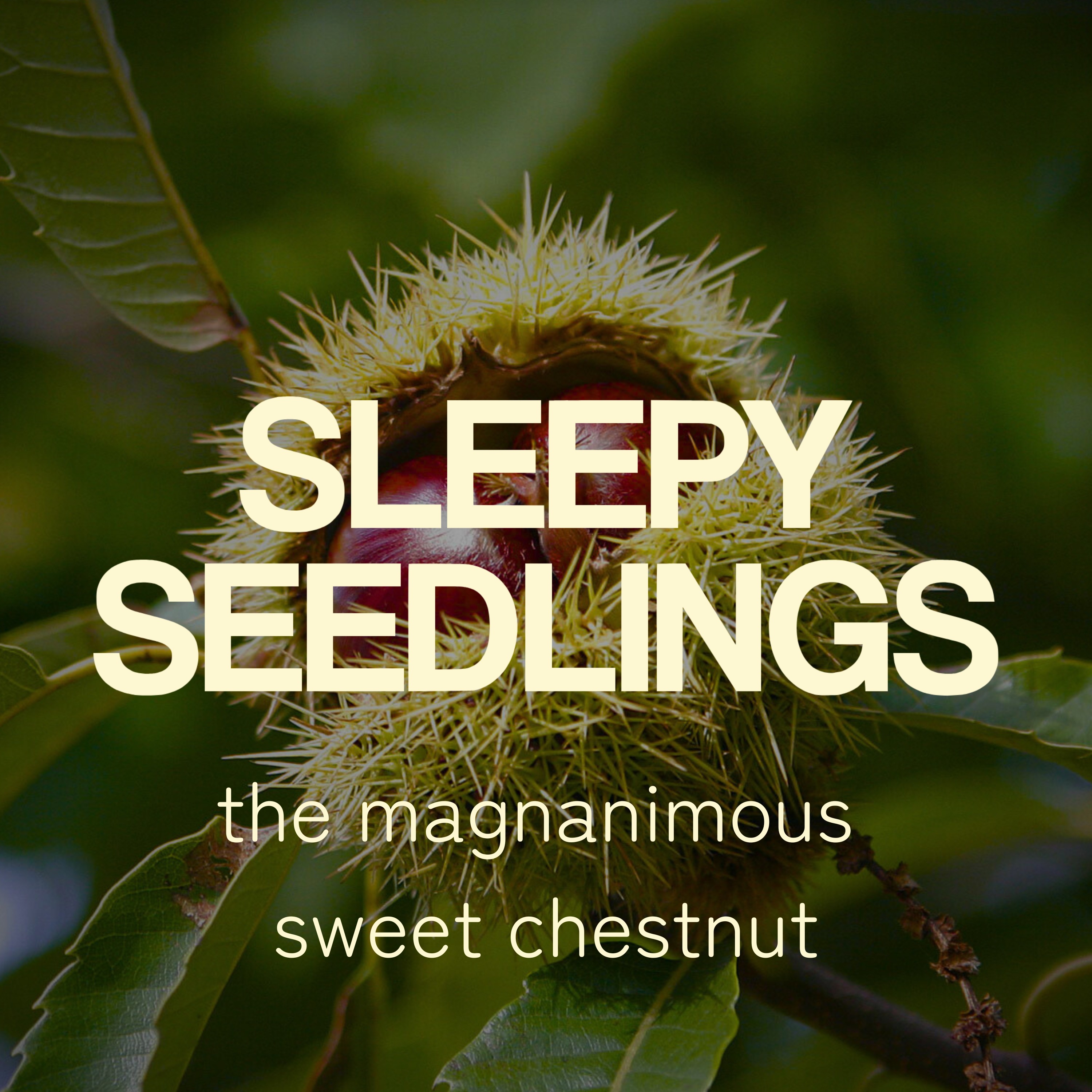 The Magnanimous Sweet Chestnut