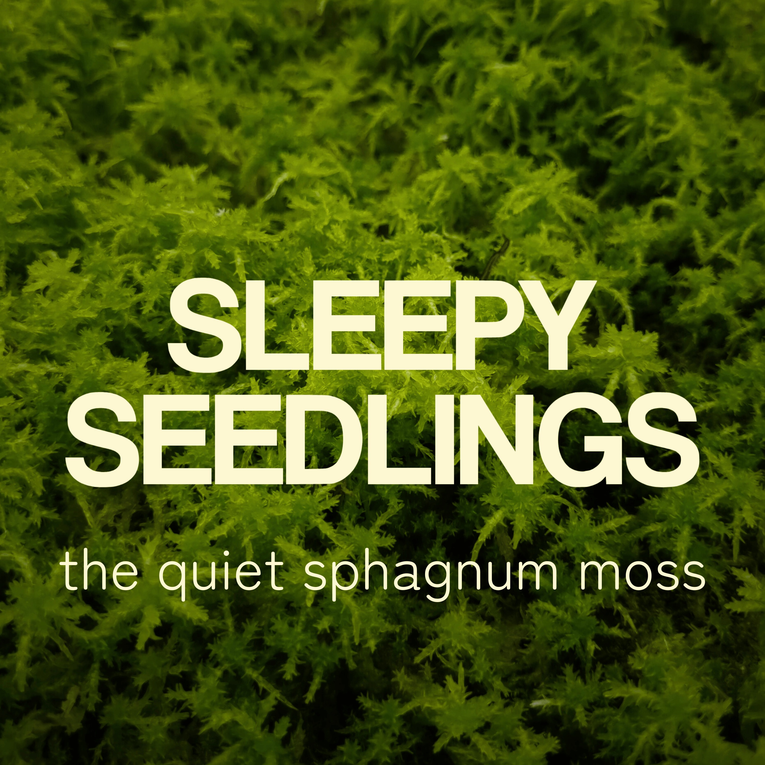 The Quiet Sphagnum Moss