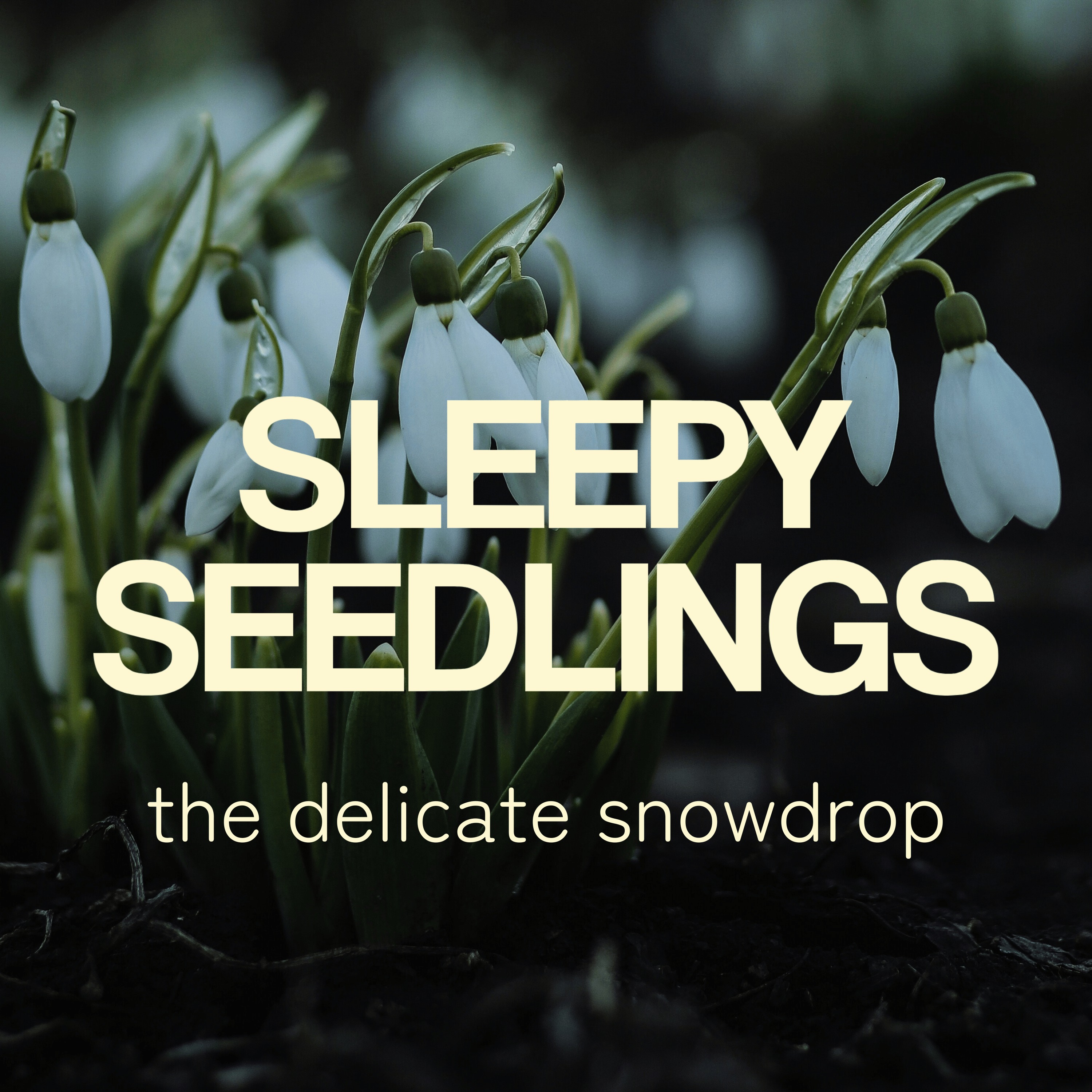 The Delicate Snowdrop