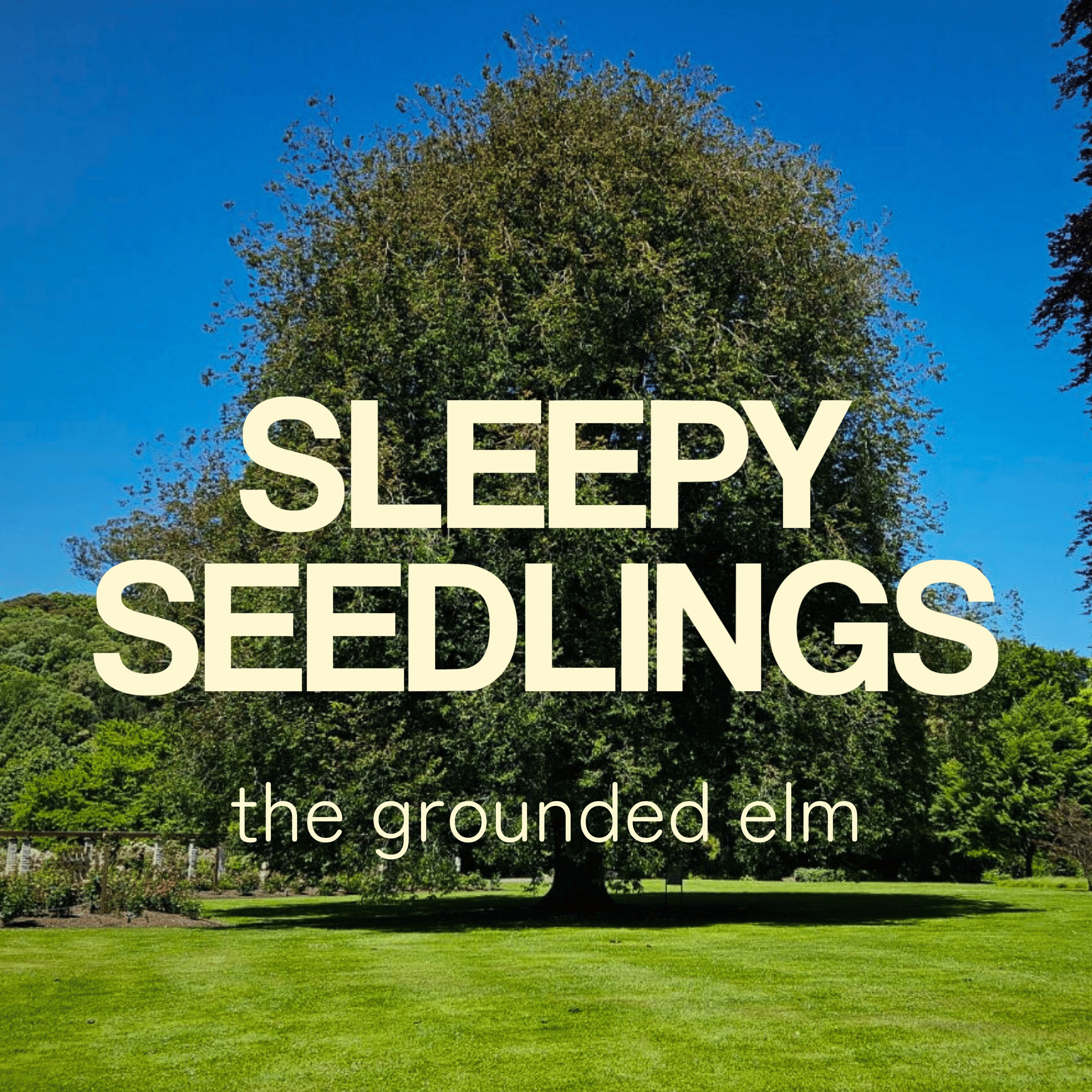 The Grounded Elm