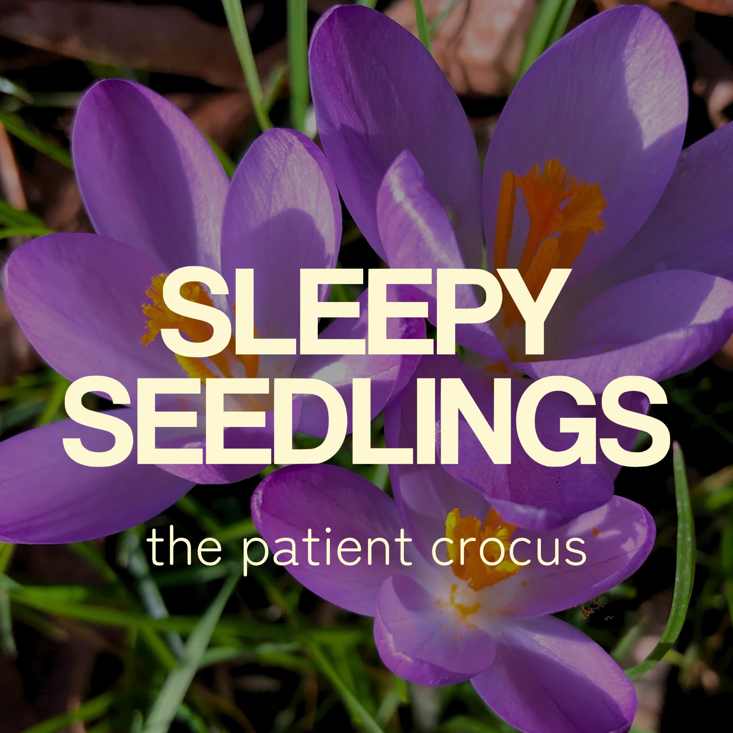 The Patient Crocus