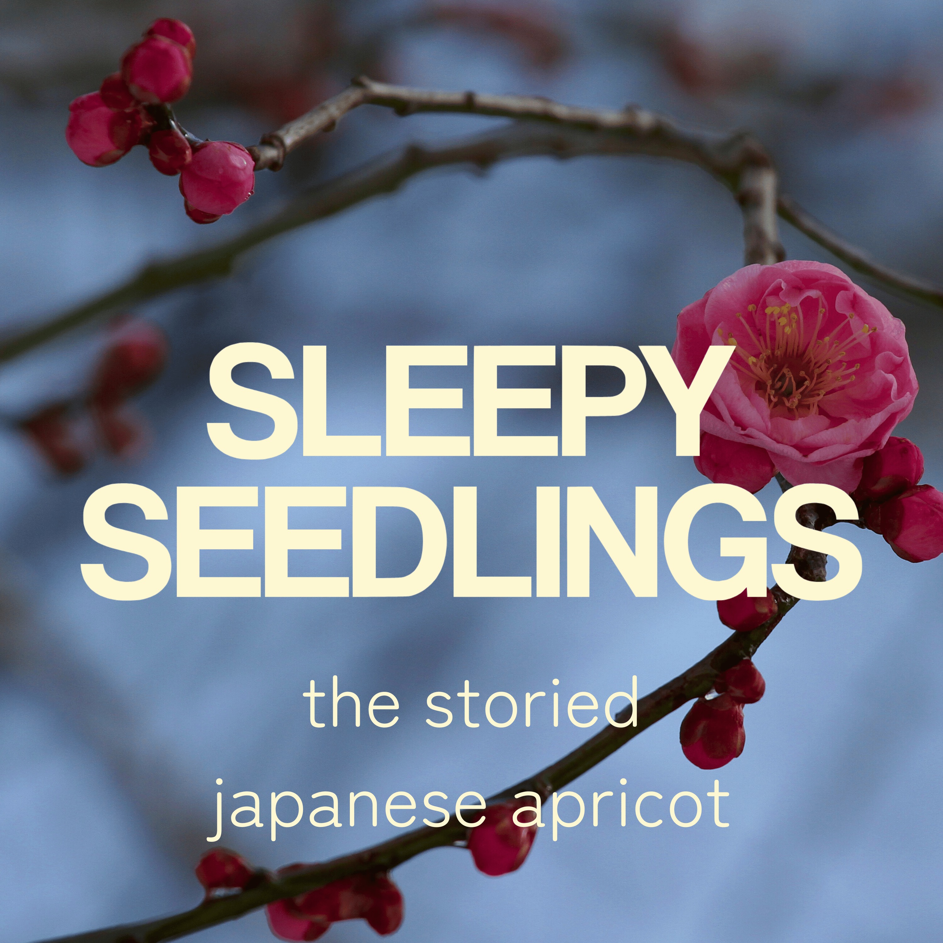 The Storied Japanese Apricot