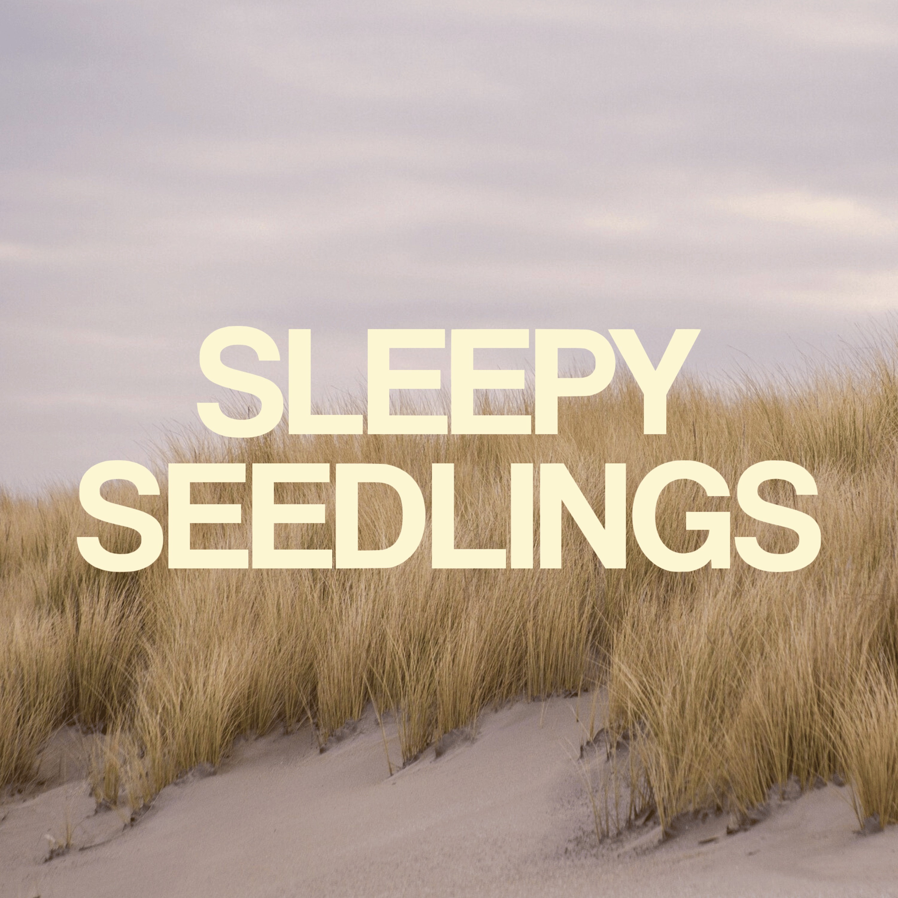 The Windswept Marram Grass