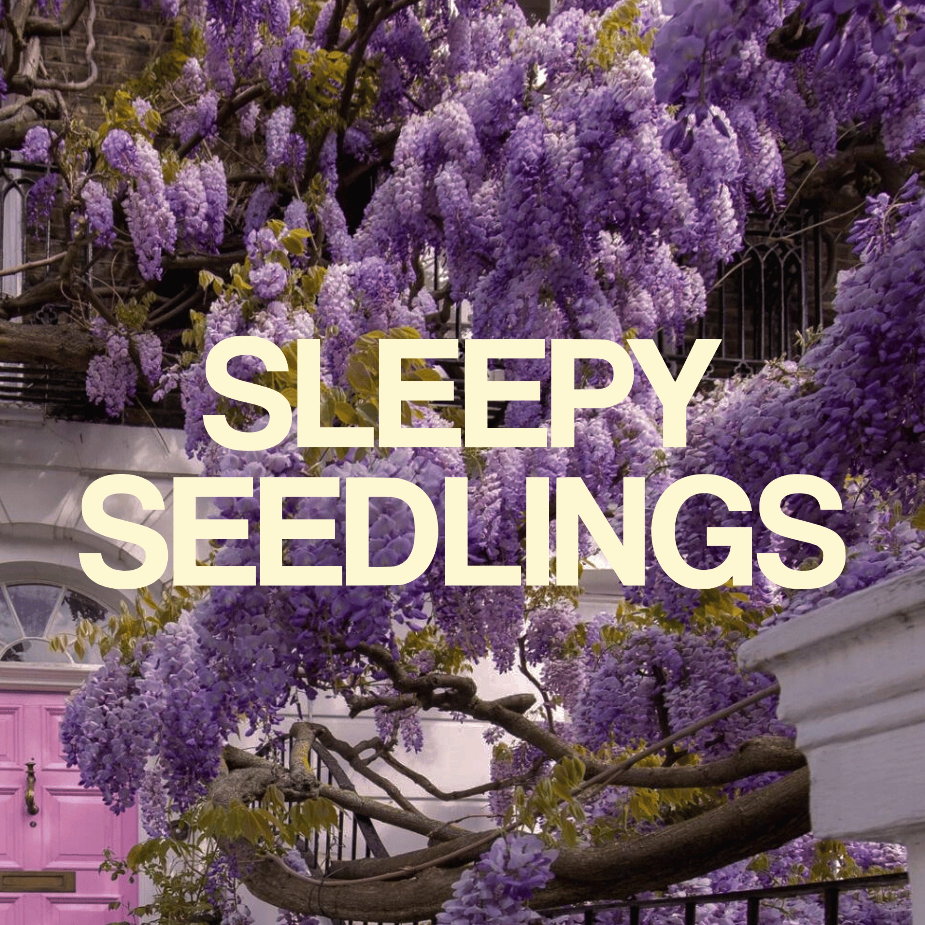 The Whispering Wisteria