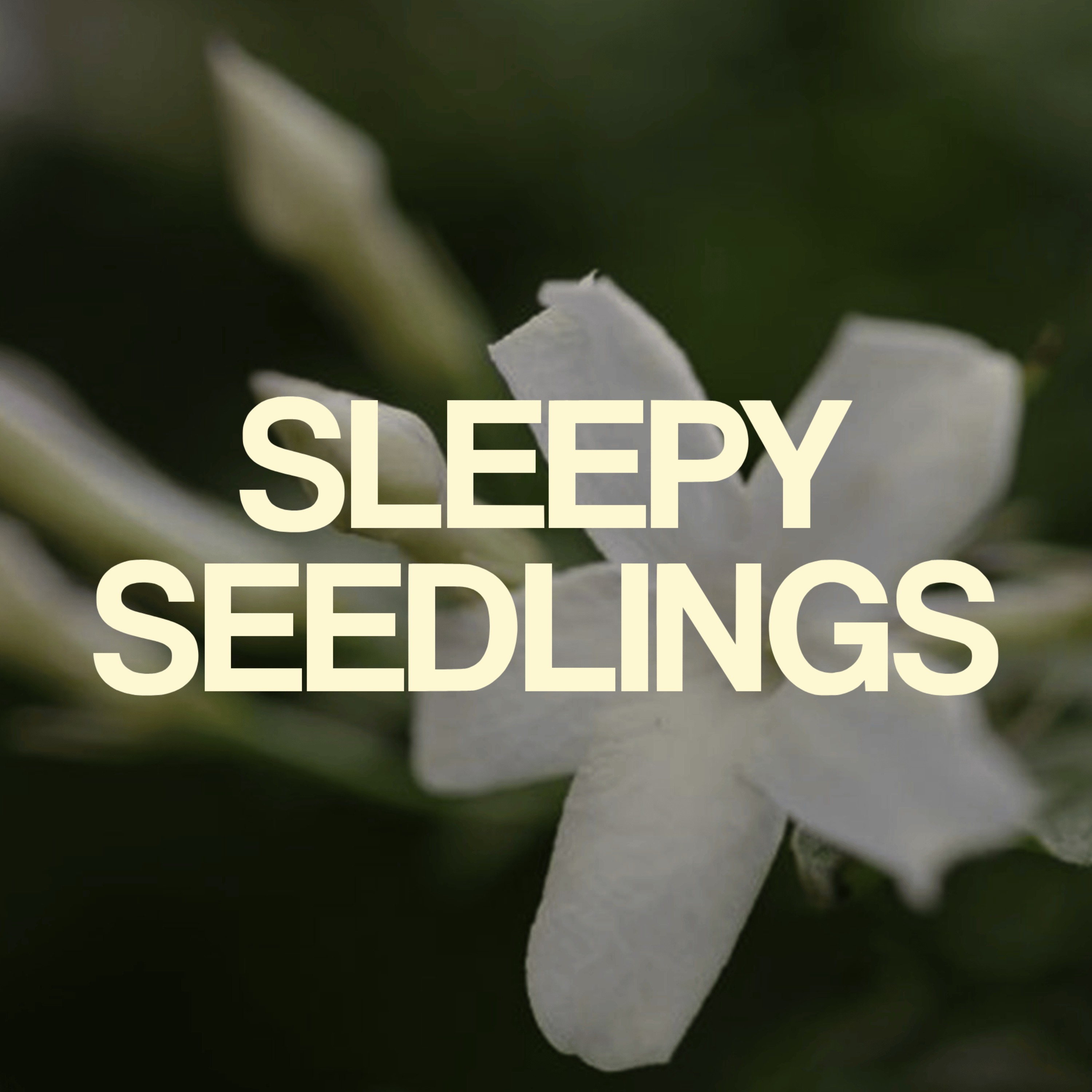 The Scented Jasmine