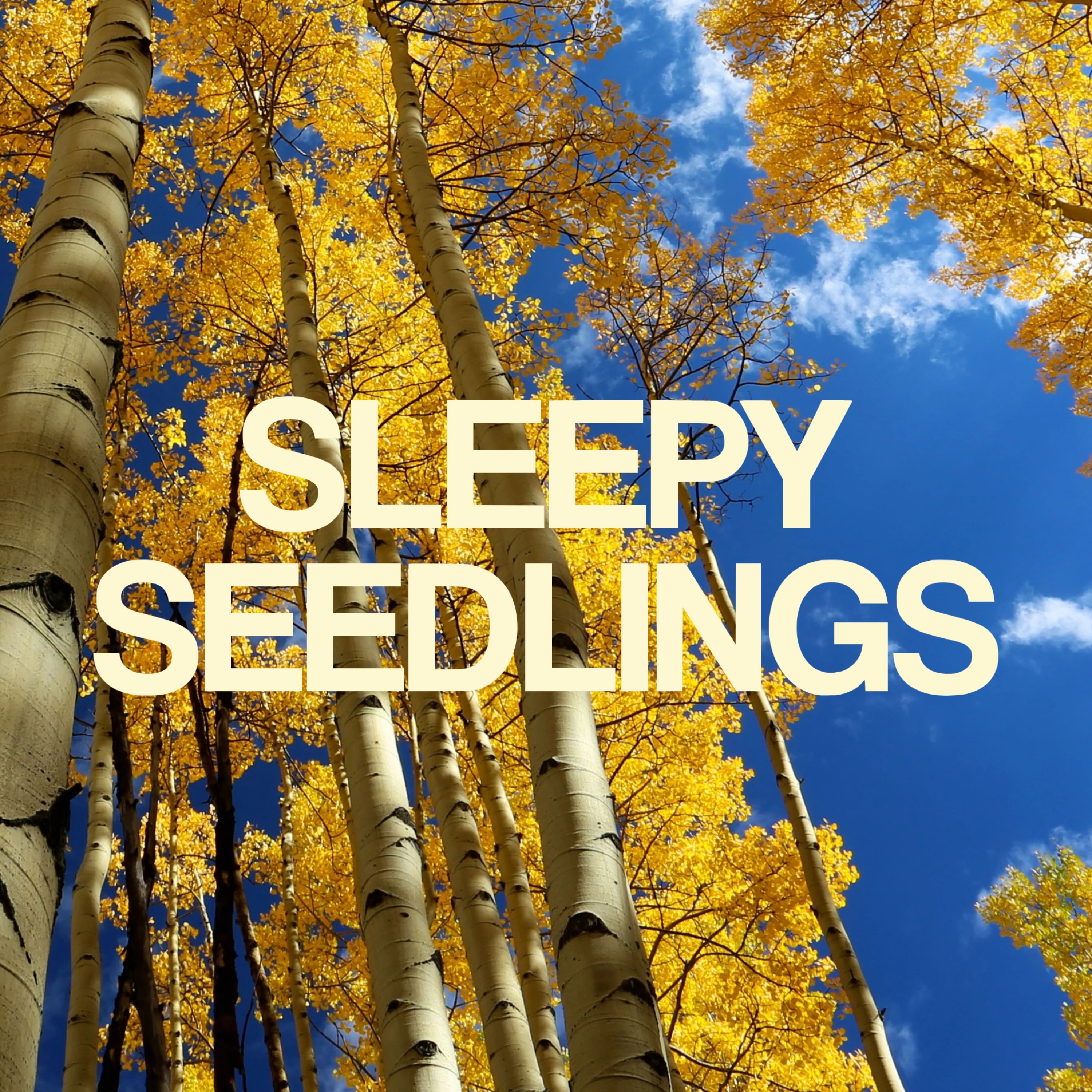Pando & The Illusion of Separateness