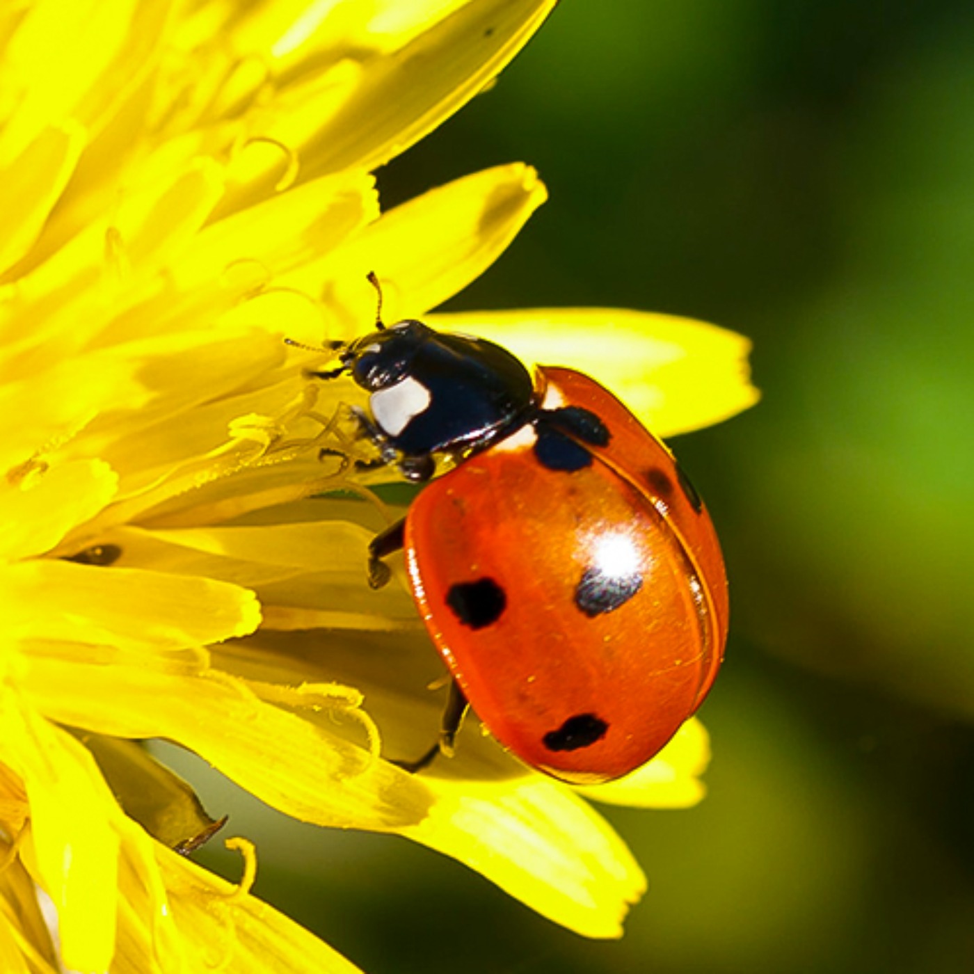 Perspectives: The Ladybird Perspectives: The Ladybird