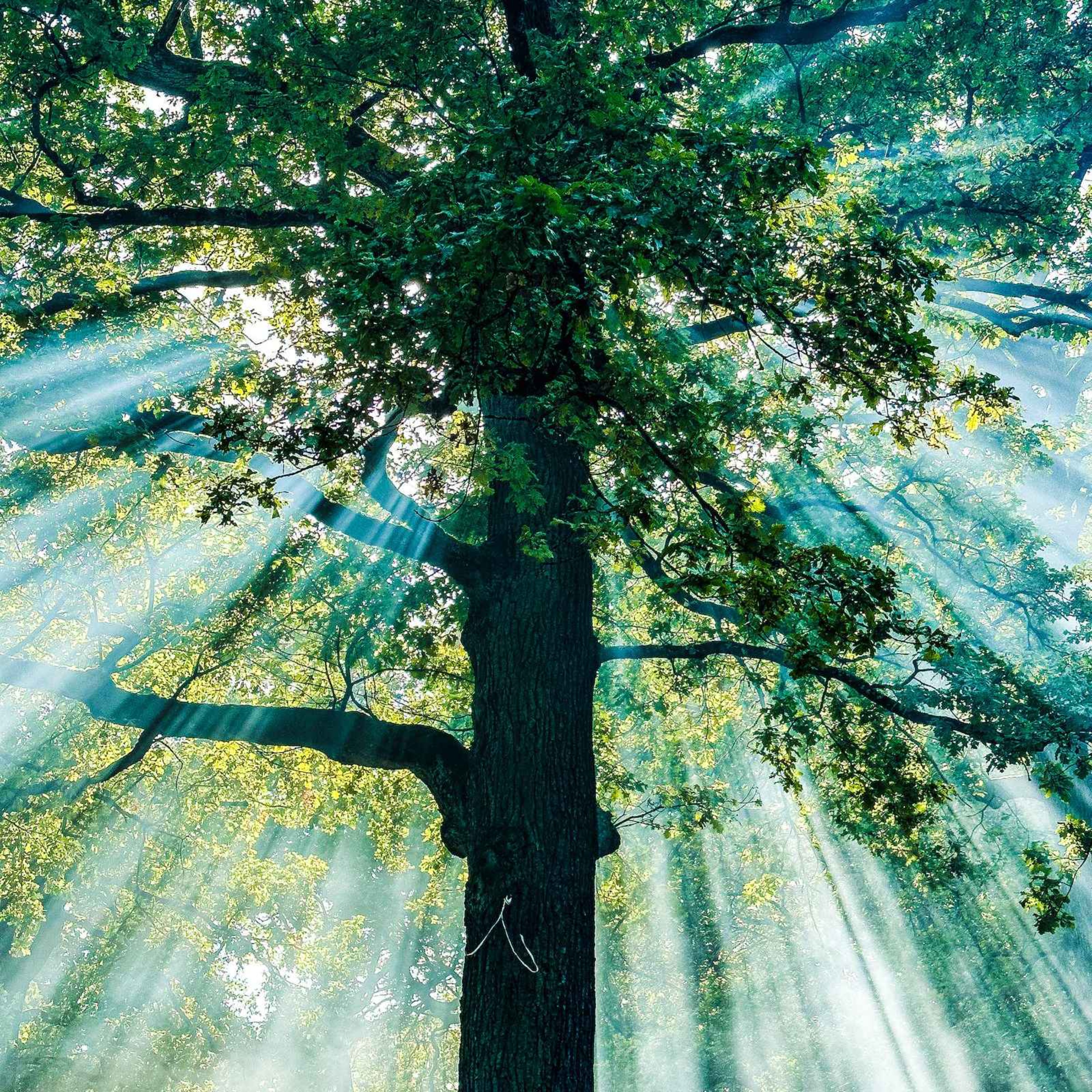 Kort meditation innan ett möte - mindfulness på jobbet episode artwork