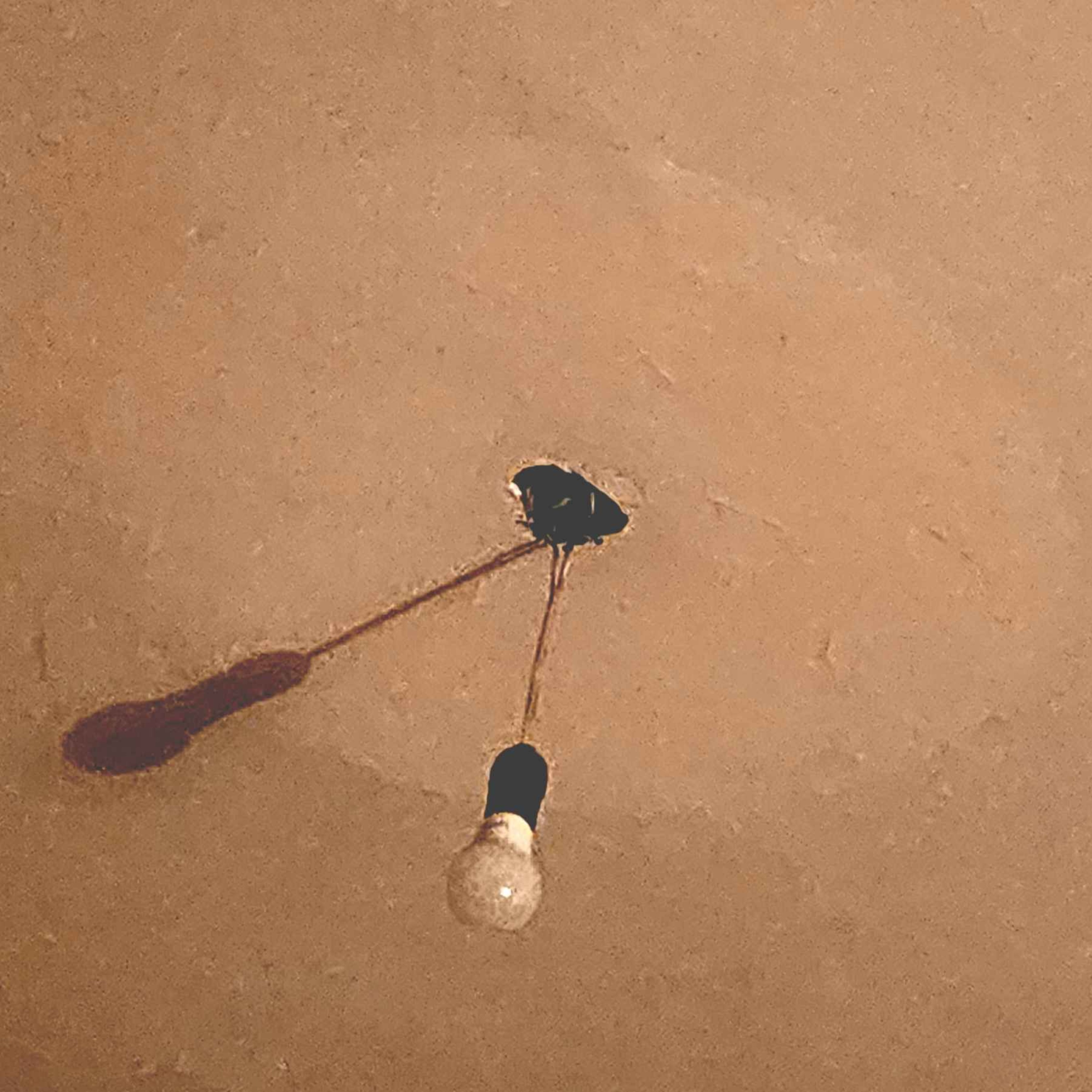 Bebo veneno en las noches