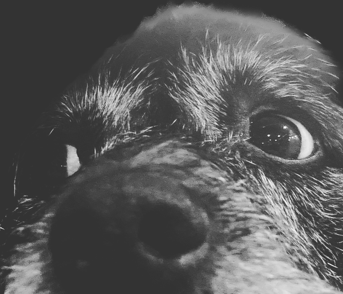 #84 Peter Singer Should Try Pelé's Guilt-Free "Chicken Buddy!"