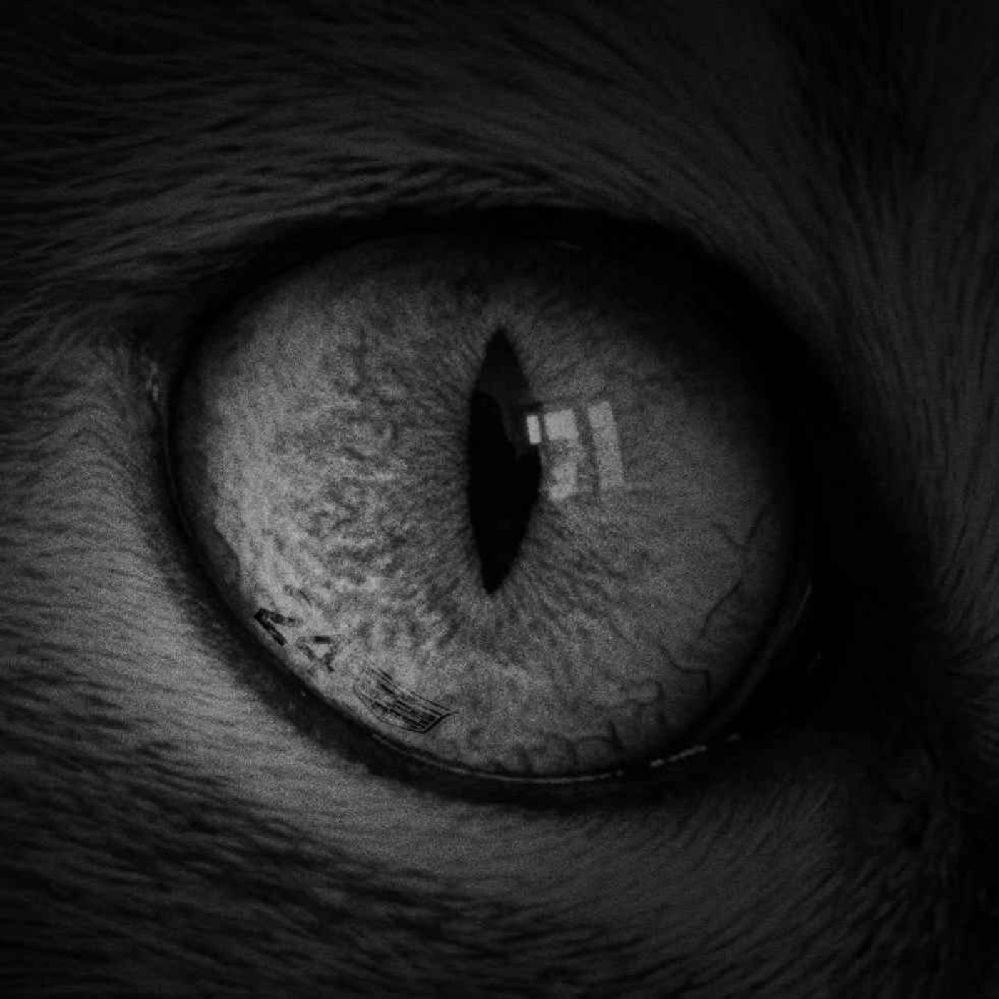 LawVS - The Ladder Man