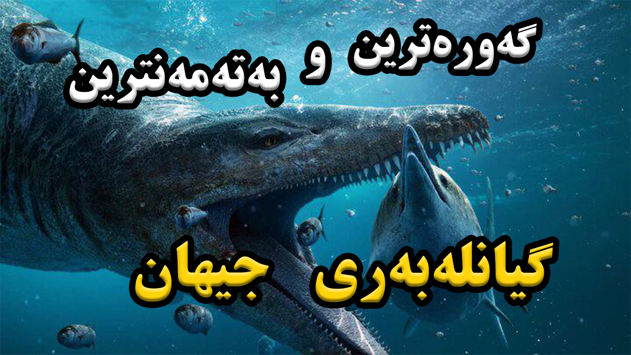 قورسترین ، گەورەترین و بە تەمەنترین گیانلەبەری سەر زەوی چیە؟ episode artwork