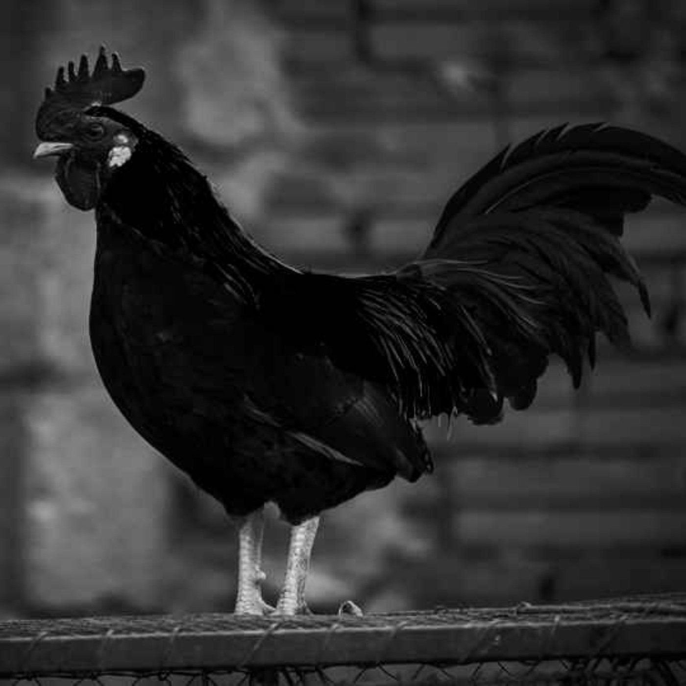 El GALLO Maldito / Un Gallo Salido Del INFIERNO episode artwork