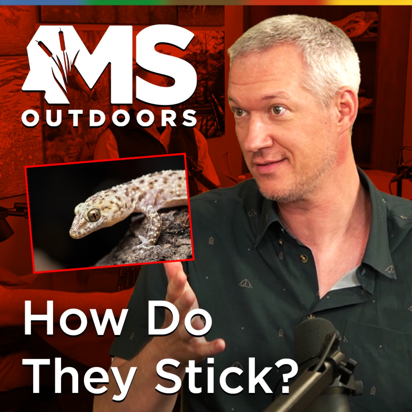 How Do Geckos Stick to Walls? What a Mississippi Professor Is Discovering episode artwork