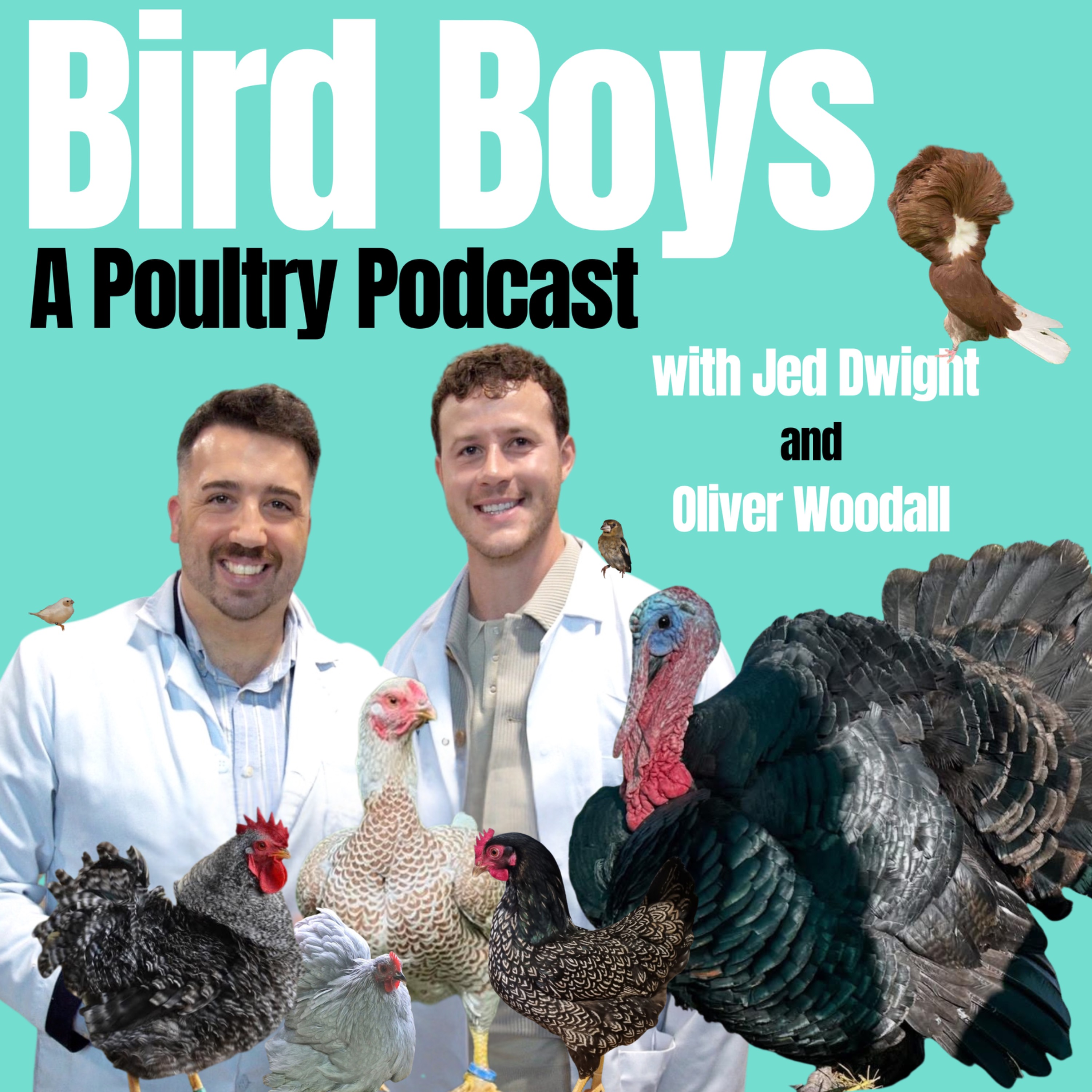 The one where Jed & Ollie assess YOUR birds! 