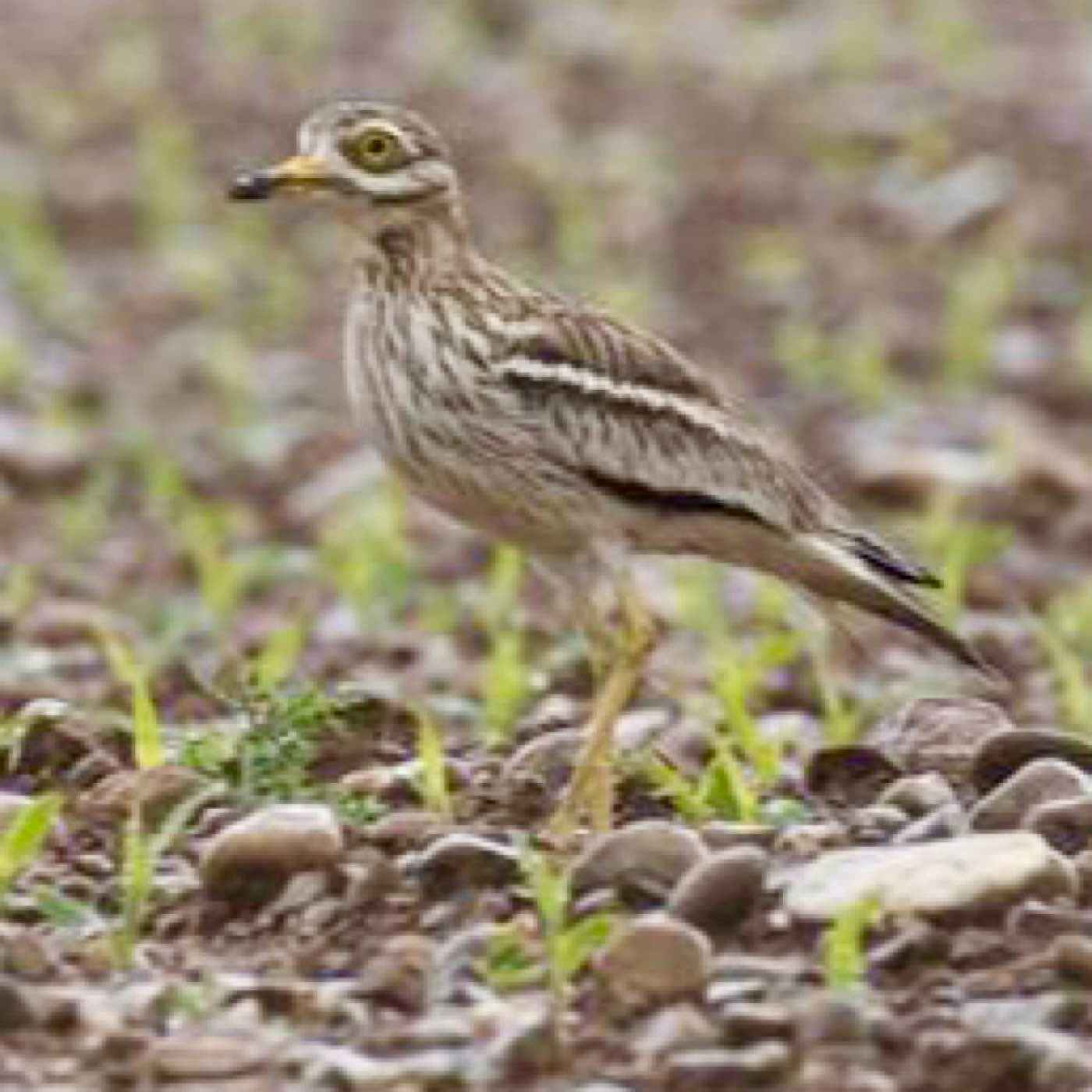 Saint-Priest : un havre de paix pour les œdicnèmes criards 