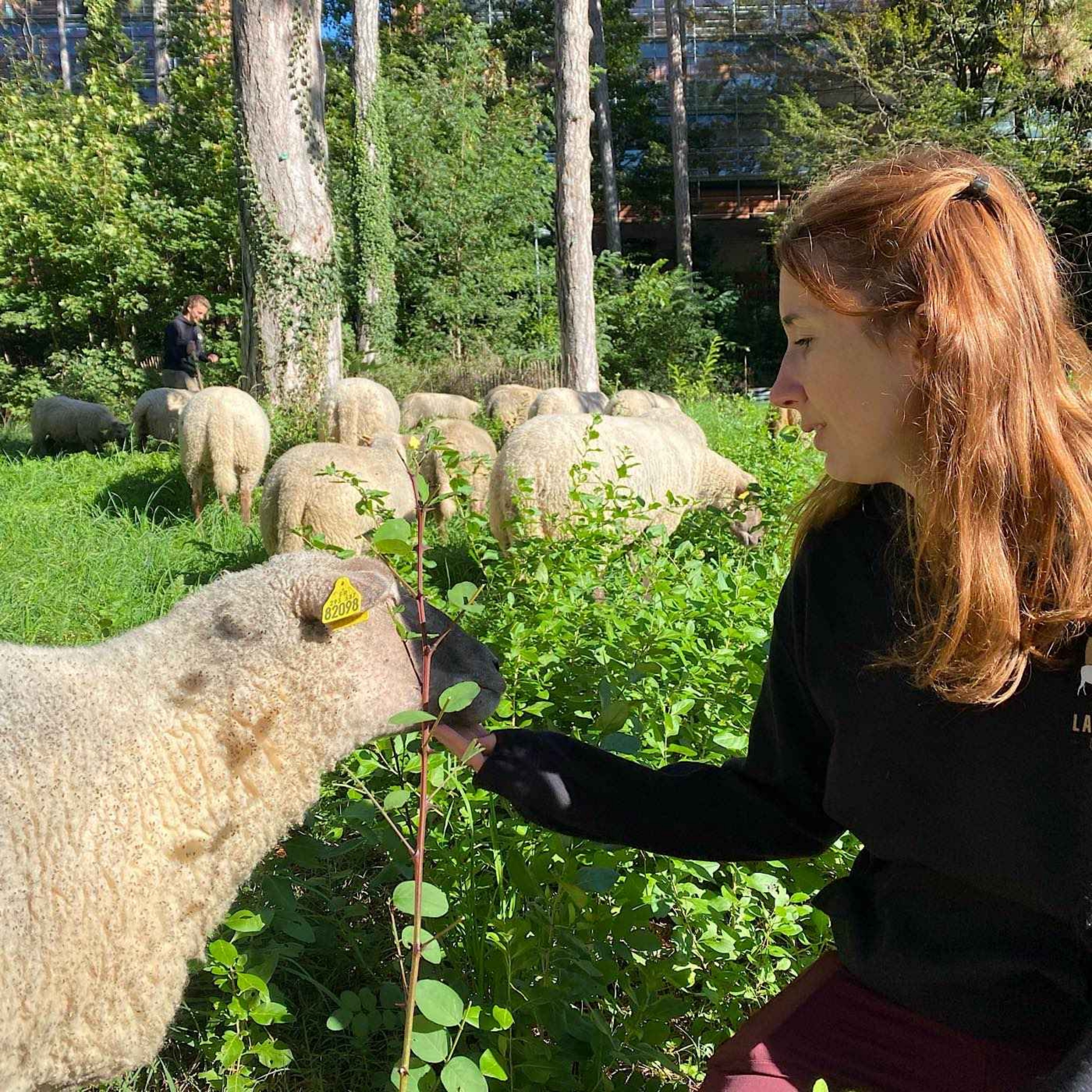 Transhumance du Grand Lyon : quand les moutons débarquent en ville...