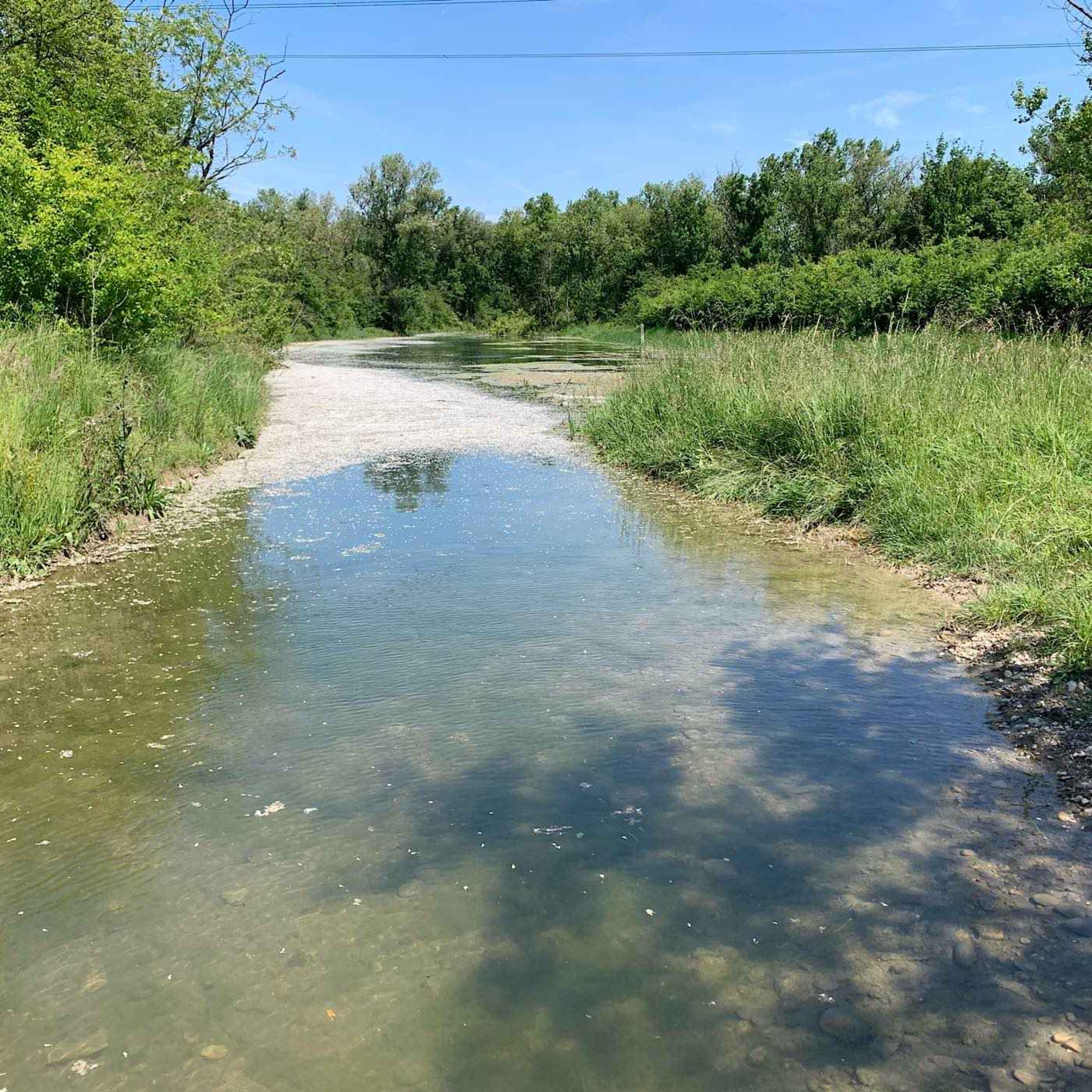 La renaissance de la lône de Jonage 