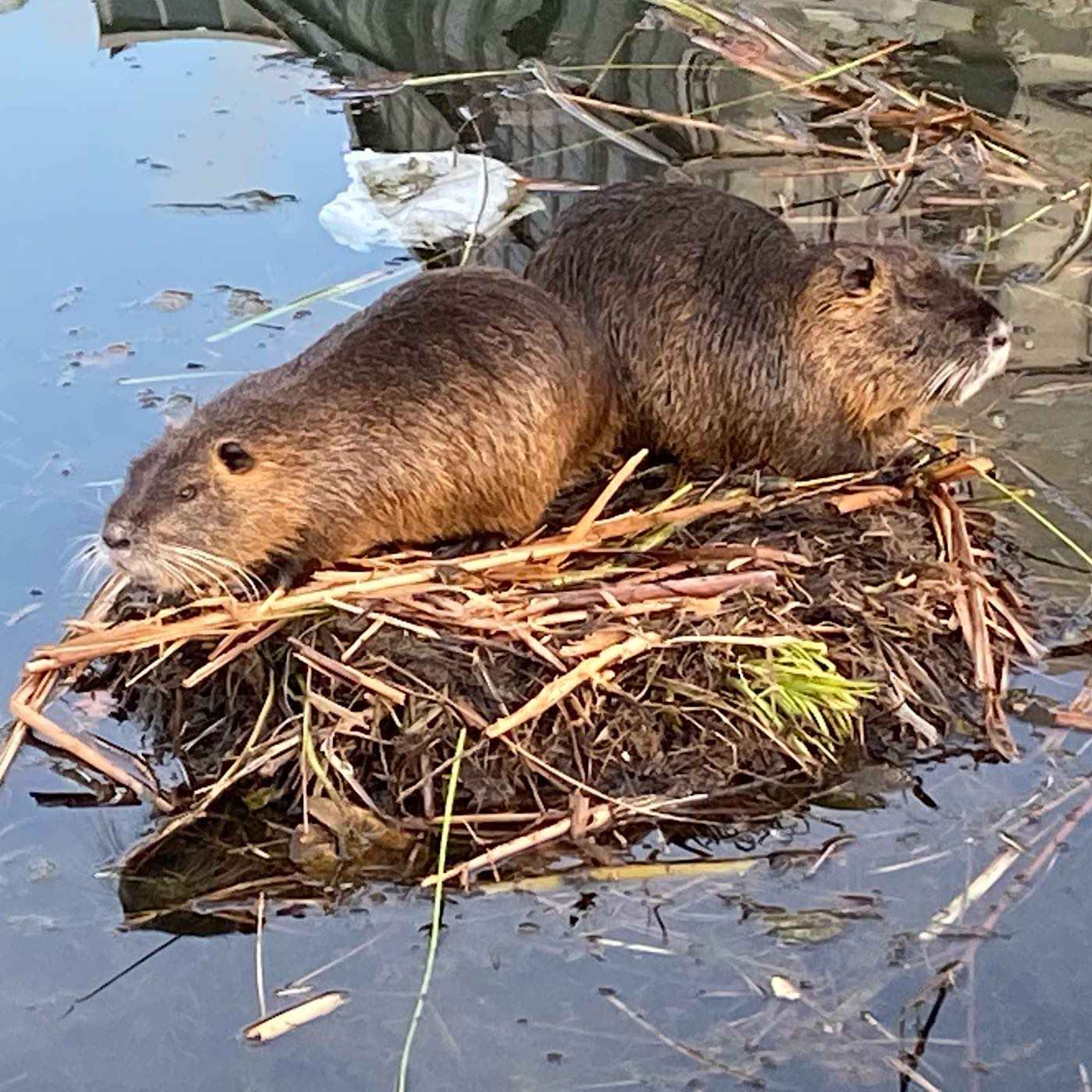 Que faire des ragondins du jardin Ouagadougou à Lyon ?