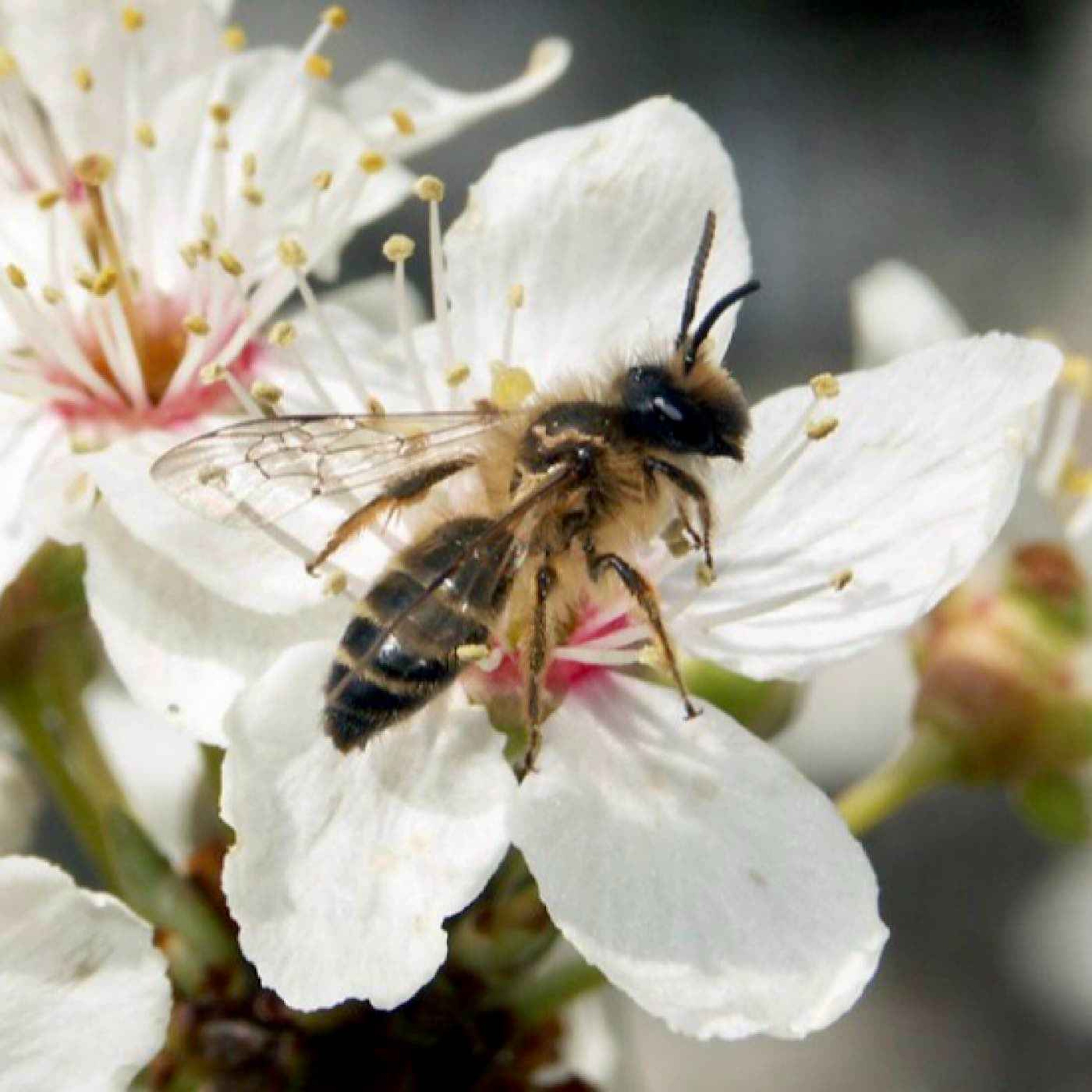 Protéger les pollinisateurs, ça commence dans votre jardin...