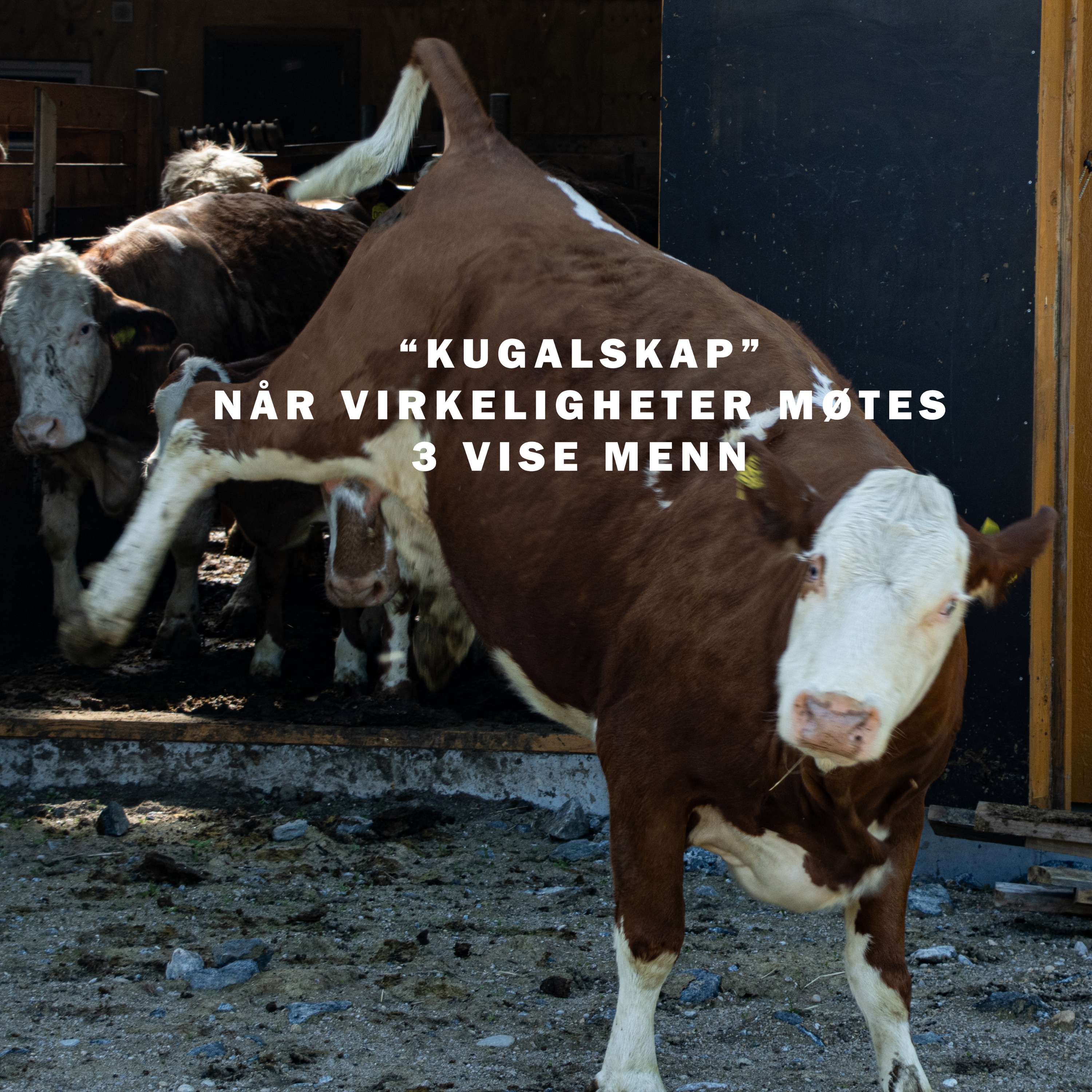 cover art for "Kugalskap" Når forskjellige virkeligheter møtes