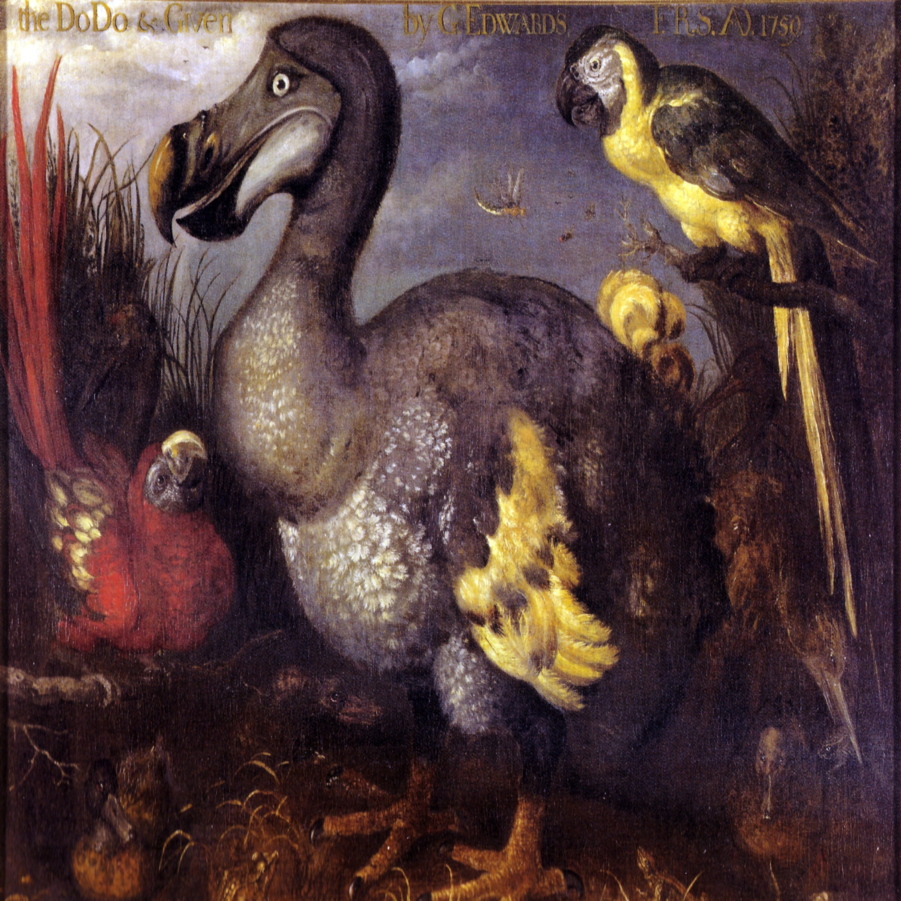 cover art for Episode 302: The Extinction of the Dodo