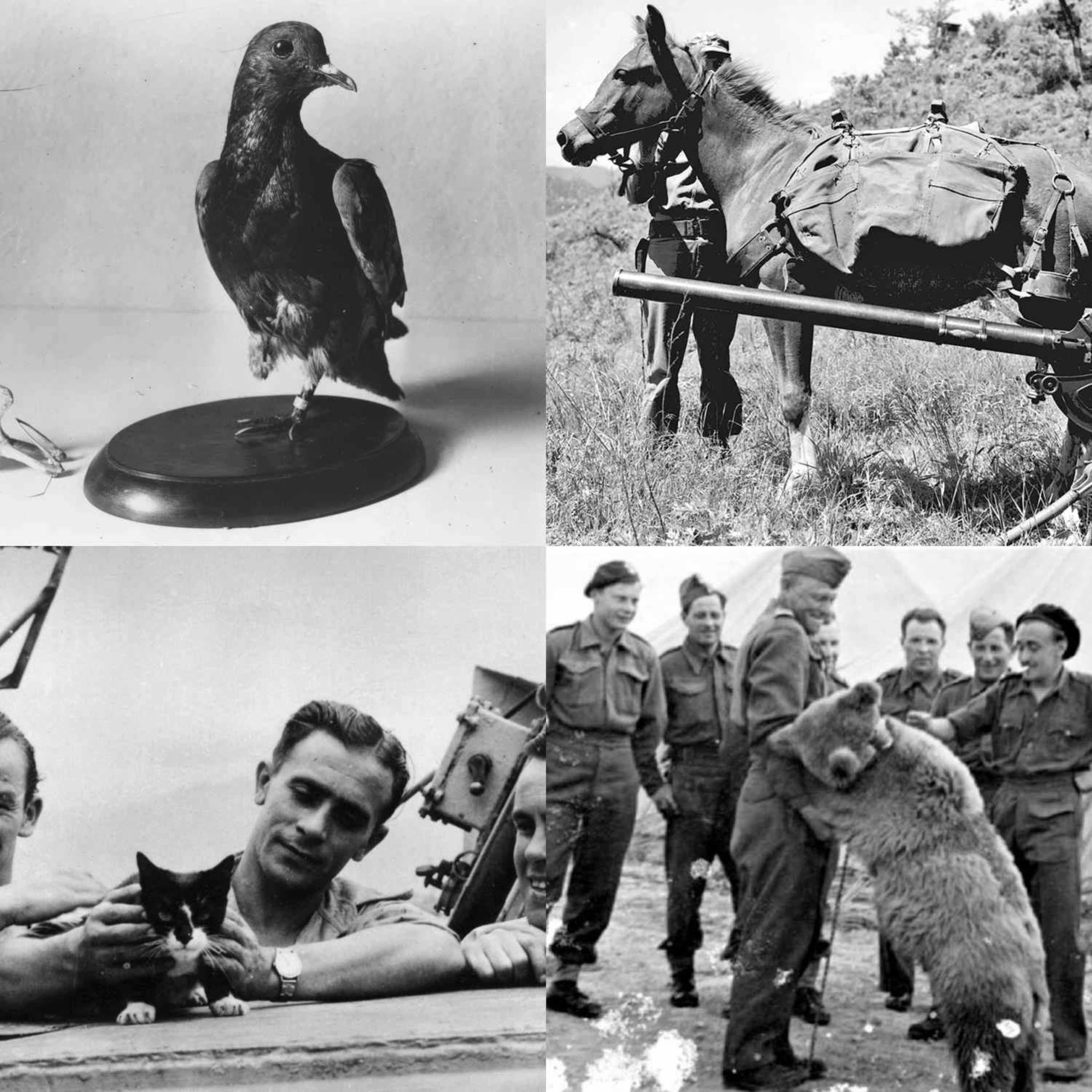 Episode 337: Famous Wartime Animals