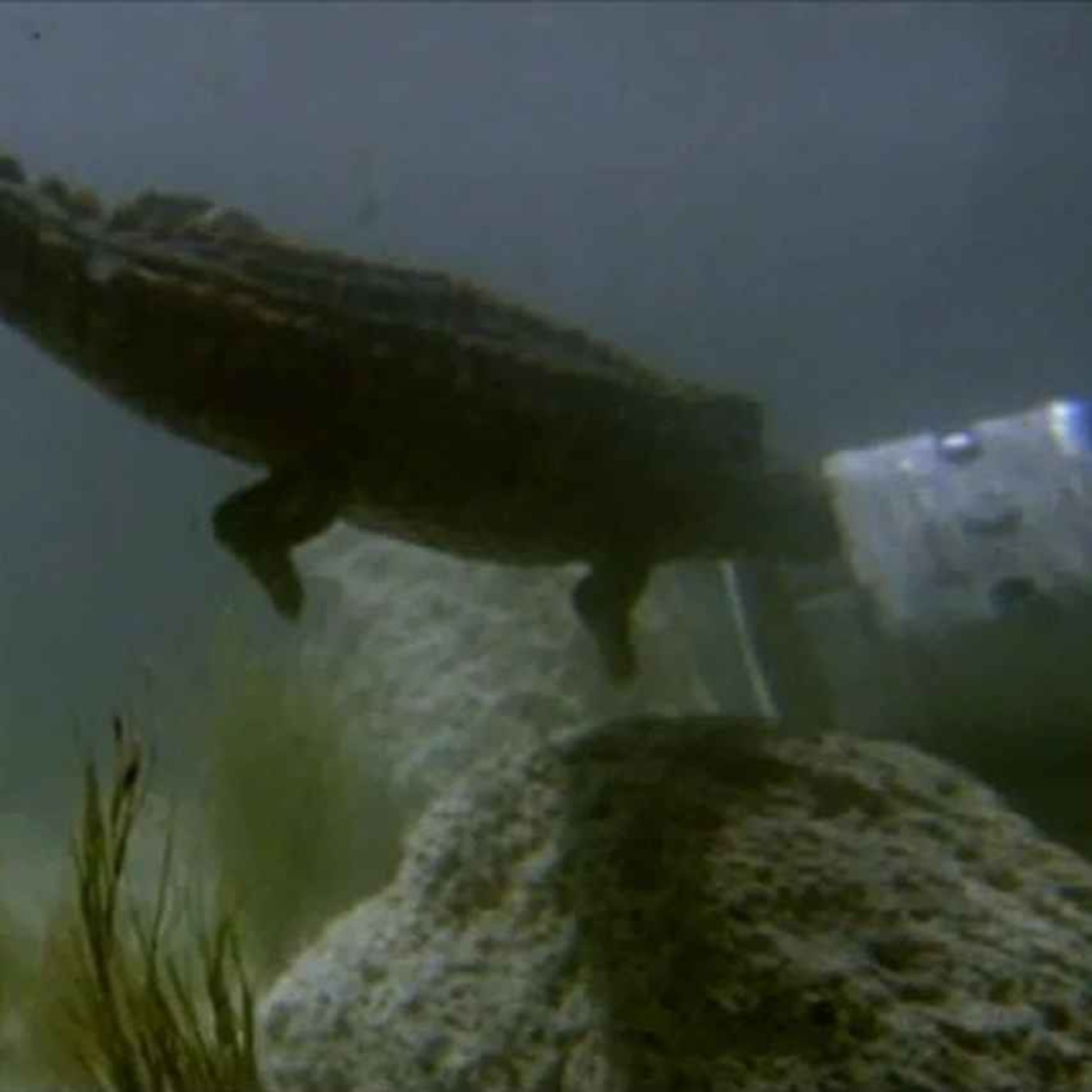 The Great Alligator (1979) The Great Alligator (1979)