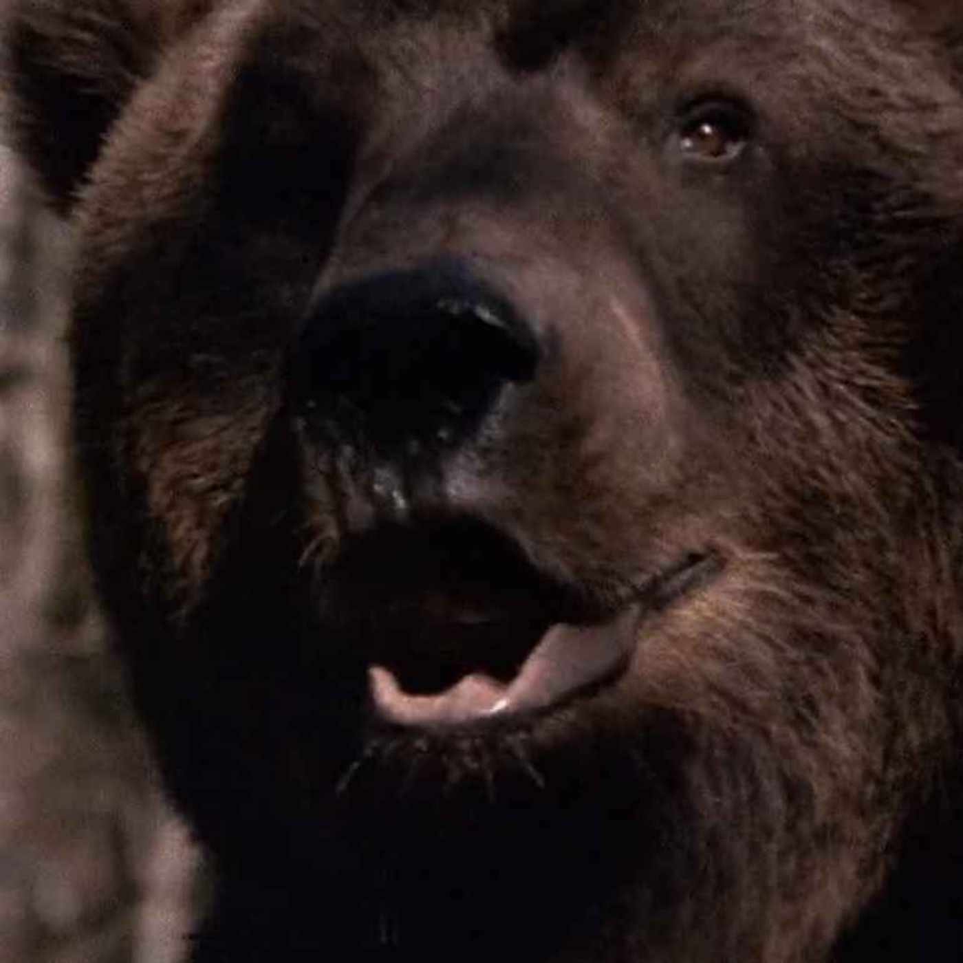Grizzly (1976) Grizzly (1976)