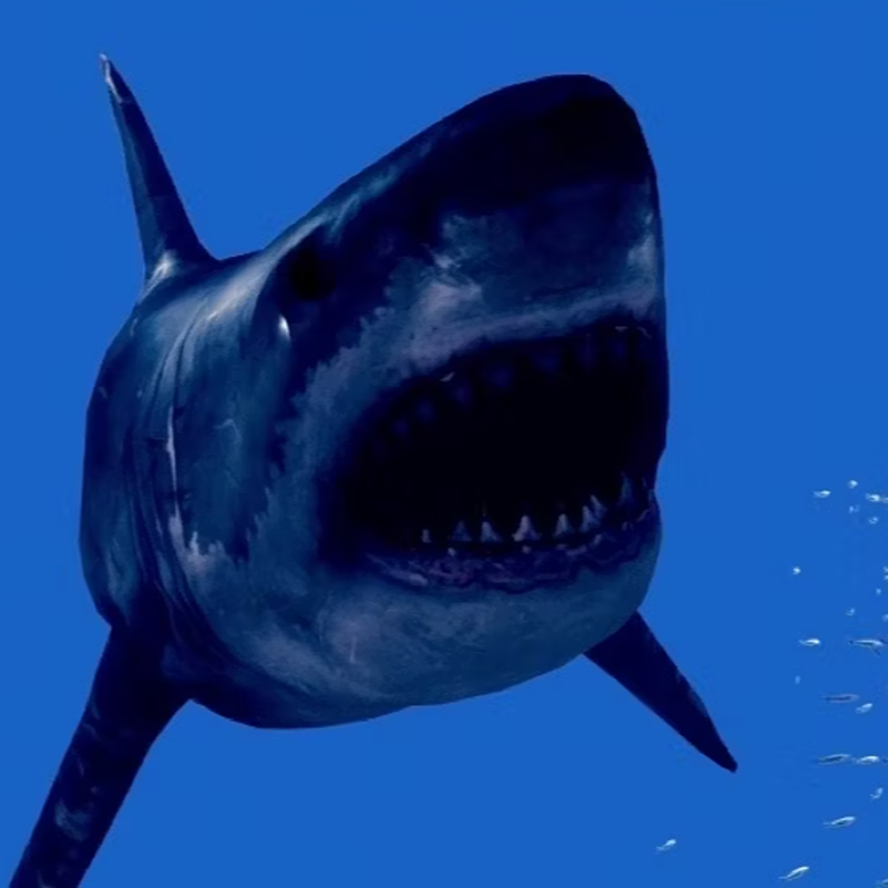 Noah's Shark (2021)